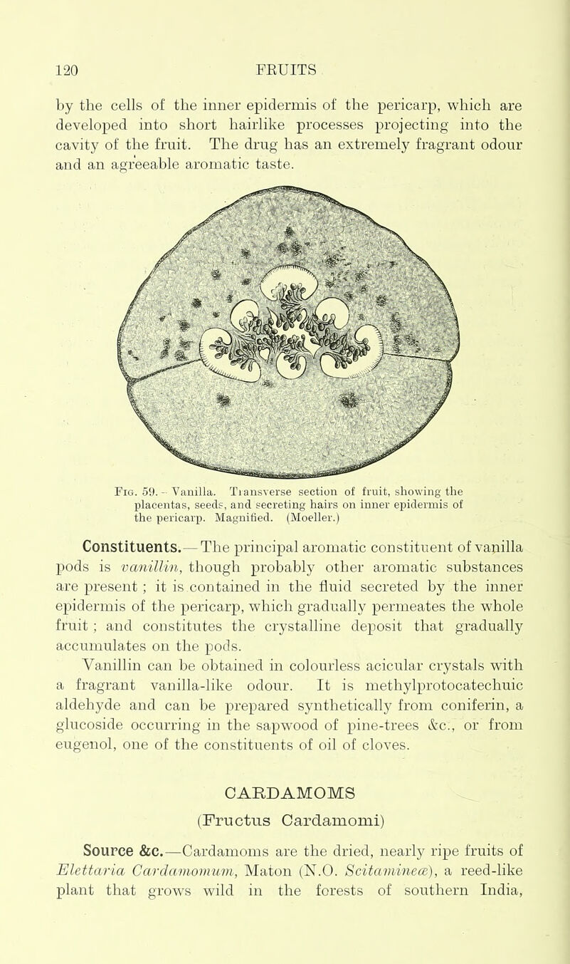 by the cells of the inner epidermis of the pericarp, which are developed into short hairlike processes projecting into the cavity of the fruit. The drug has an extremely fragrant odour and an agreeable aromatic taste. Fig. 59. - Vanilla. Tiansverse section of fruit, showing the placentas, seeds, and secreting hairs on inner epidermis of the pericarp. Magnified. (Moeller.) Constituents.—The principal aromatic constituent of vajiilla pods is vanillin, though probably other aromatic substances are present; it is contained in the fluid secreted by the inner epidermis of the pericarp, which gradually permeates the whole fruit ; and constitutes the crystalline deposit that gradually accumulates on the pods. Vanillin can be obtained in colourless acicular crystals with a fragrant vanilla-like odour. It is methylprotocatechuic aldehyde and can be prepared synthetically from coniferin, a giucoside occurring in the sapwood of pine-trees &c., or from eugenol, one of the constituents of oil of cloves. CARDAMOMS (Fructvis Cardamomi) Source &C.—Cardamoms are the dried, nearly ripe fruits of Elettaria Cardamomum, Maton (N.O. Scitaminea), a reed-like plant that grows wild in the forests of southern India,