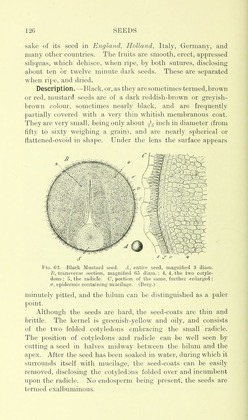 sake of its seed in England, Holland, Italy, Germany, and many other countries. The fruits are smooth, erect, appressed siKquas, which dehisce, when ripe, by both sutures, disclosing about ten or twelve minute dark seeds. These are separated when ripe, and dried. Description.—Black, or, as they are sometimes termed, brown or red, mustard seeds are of a dark reddish-brown or greyish- brown colour, sometimes nearly black, and are frequently partially covered with a very thin whitish membranous coat. They are very small, being only about -gJg- inch in diameter (from fifty to sixty weighing a grain), and are nearly spherical or flattened-ovoid in shape. Under the lens the surface appears Fig. 62.- -Black Mustard seed. .4, entire seed, magnified 3 diani. B, transverse section, magnified 65 diam.: 4, 4, the two cotyle- dons ; 5, the radicle. C, portion of the same, further enlarged : (T, epidermis containing mucilage. (Berg.) minutely pitted, and the hilum can be distinguished as a paler point. Although the seeds are hard, the seed-coats are thin and brittle. The kernel is greenish-yellow and oily, and consists of the two folded cotyledons embracing the small radicle. The position of cotyledons and radicle can be well seen by cutting a seed in halves midway between the hilum and the apex. After the seed has been soaked in water, during which it surrounds itself with mucilage, the seed-coats can be easily removed, disclosing the cotyledons folded over and incumbent upon the radicle. No endosperm being present, the seeds are termed exalbuminous.