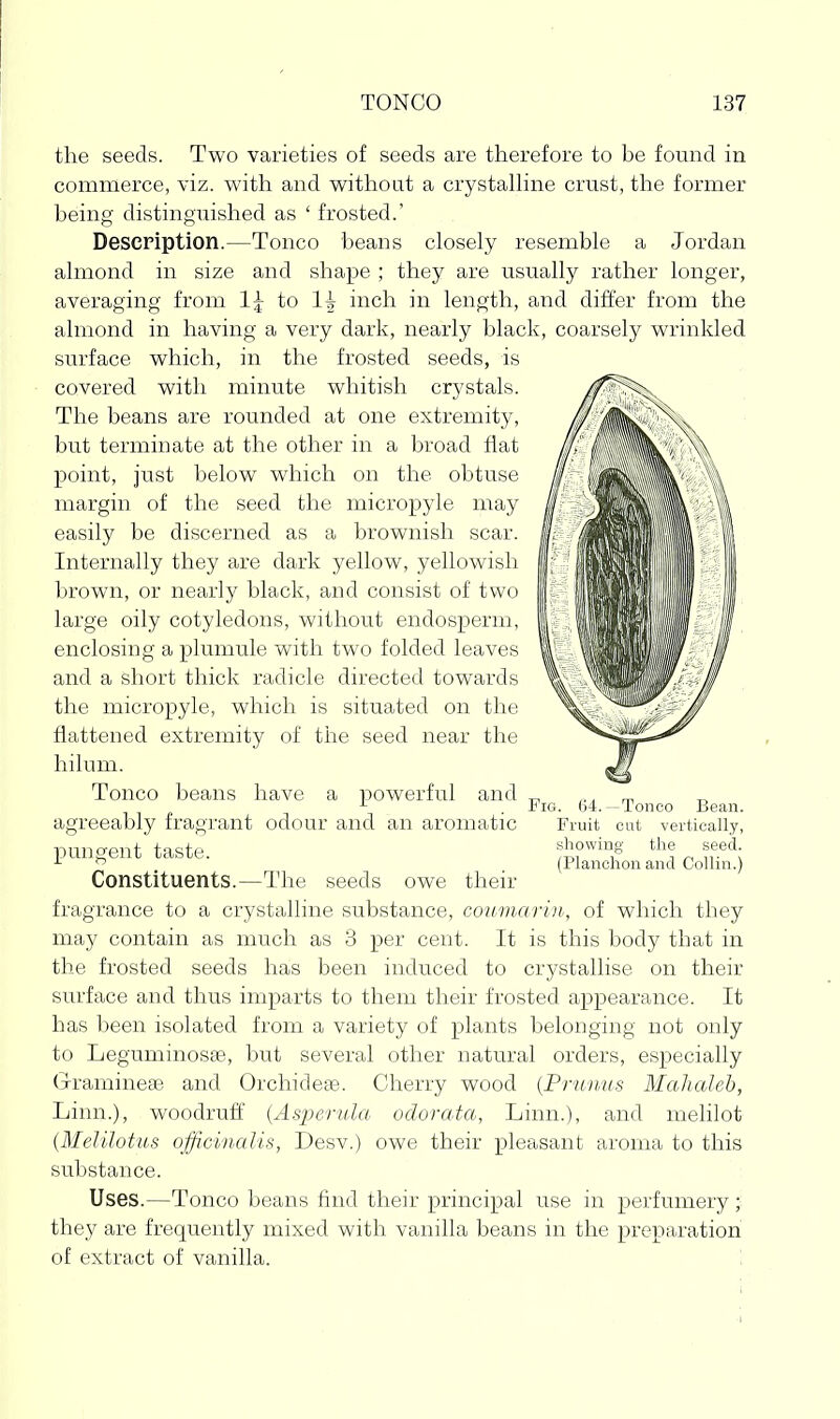 the seeds. Two varieties of seeds are therefore to be found in commerce, viz. with and without a crystalhne crust, the former being distinguished as ' frosted.' Description.—Tonco beans closely resemble a Jordan almond in size and shape ; they are usually rather longer, averaging from 1;^ to 1^ inch in length, and differ from the almond in having a very dark, nearly black, coarsely wrinkled surface which, in the frosted seeds, is covered with minute whitish crystals. The beans are rounded at one extremity, but terminate at the other in a broad flat point, just below which on the obtuse margin, of the seed the micropyle may easily be discerned as a brownish scar. Internally they are dark yellow, yellowish brown, or nearly black, and consist of two large oily cotyledons, without endosperm, enclosing a plumule with two folded leaves and a short thick radicle directed towards the micropyle, which is situated on the flattened extremity of the seed near the hilum. Tonco beans have a powerful and agreeably fragrant odour and an aromatic pungent taste. Constituents.—The seeds owe their fragrance to a crystalline substance, coumarin, of which they may contain as much as 3 per cent. It is this body that in the frosted seeds has been induced to crystallise on their surface and thus imparts to them their frosted appearance. It has been isolated from a variety of plants belonging not only to Leguminosse, but several other natural orders, especially (jrramineas and Orchideaa. Cherry wood {Prunus Mahaleb, Linn.), woodruff {As'perula oclorata, Linn.), and nielilot {Melilotits officinalis, Desv.) owe their pleasant aroma to this substance. Uses.—Tonco beans find their principal use in perfumery; they are frequently mixed with vanilla beans in the preparation of extract of vanilla. \ Fig. 64.—Tonco Bean. Fruit cut vertically, showing the seed. (Planchon and Collin.)