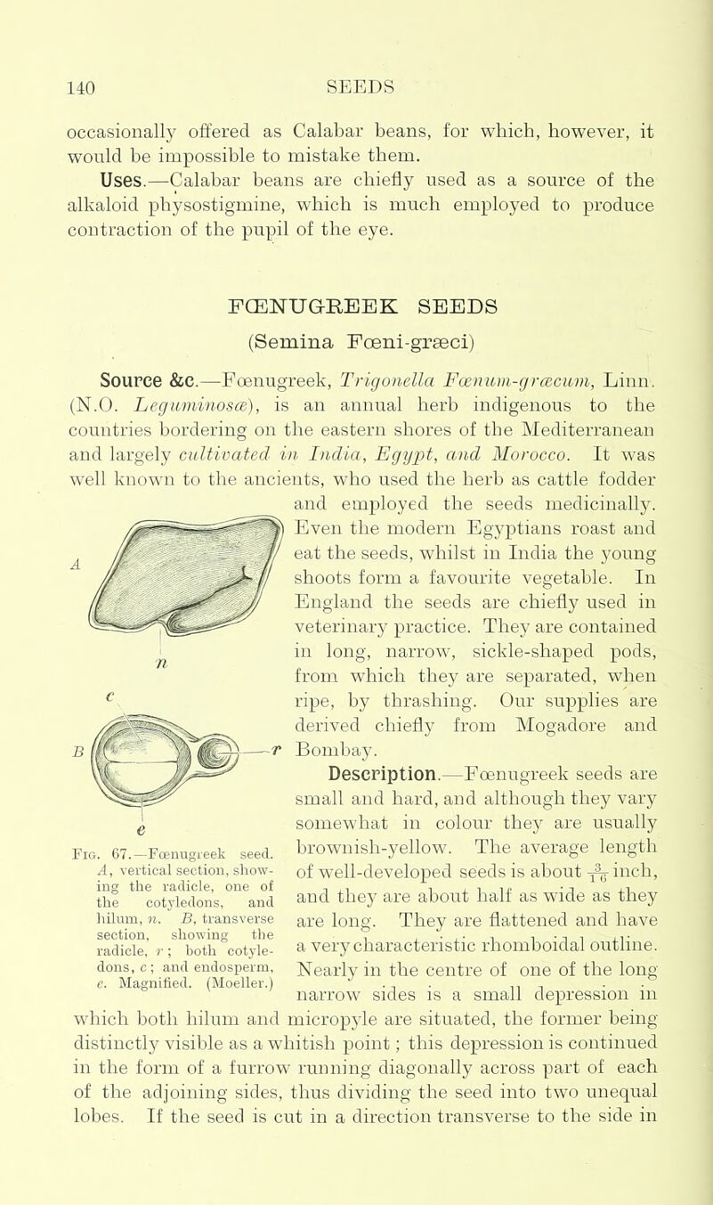 occasionall)'^ offered as Calabar beans, for which, however, it would be impossible to mistake them. Uses.—Calabar beans are chiefly used as a source of the alkaloid physostigmine, which is much employed to produce contraction of the pupil of the eye. FCENUGREEK SEEDS (Semina Poeni-grseci) Source &C.—Foenugreek, Trigonella Foenuvi-grcecum, Linn. (N.O. LegwminoscB), is an annual herb indigenous to the countries bordering on the eastern shores of the Mediterranean and largely cidtivated in India, Egypt, and Morocco. It was well known to the ancients, who used the herb as cattle fodder and employed the seeds medicinall}'. Even the modern Egyptians roast and eat the seeds, whilst in India the young shoots form a favourite vegetable. In England the seeds are chiefly used in veterinary practice. They are contained in long, narrow, sickle-shaped pods, from which they are separated, when ripe, by thrashing. Our supplies are derived chiefly from Mogadore and Bombay. Description.—Foenugreek seeds are small and hard, and although they vary somewhat in colour they are usually brownish-yellow. The average length of well-developed seeds is about -j^ inch, and they are about half as wide as they are long. They are flattened and have a very characteristic rhomboidal outline. Nearly in the centre of one of the long narrow sides is a small depression in which both hilum and micropyle are situated, the former being distinctly visible as a whitish point; this depression is continued in the form of a furrow running diagonally across part of each of the adjoining sides, thus dividing the seed into two unequal lobes. If the seed is cut in a direction transverse to the side in e Fig. 67.—Foenugieek seed. A, vertical section, show- ing the radicle, one of the cotyledons, and hilum, n. B, transverse section, showing the radicle, r ; hoth cotyle- dons, c; and endosperm, c. Magnified. (Moeller.)