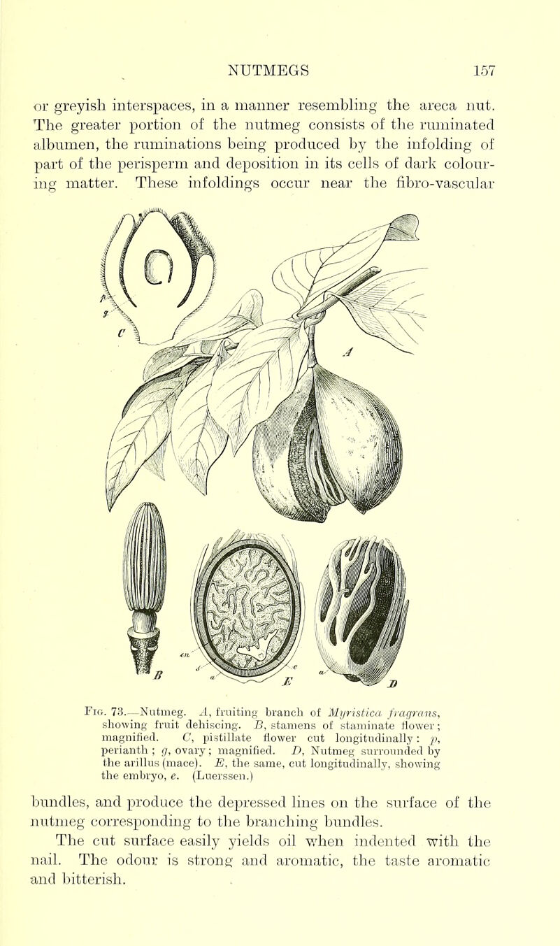 oi greyish interspaces, in a manner resembling the areca nut. The greater portion of the nutmeg consists of the ruminated albumen, the ruminations being produced by the infolding of part of the perisperm and deposition in its cells of dark colour- ing matter. These infoldings occur near the fibro-vascular Fig. 73.—Nutmeg. A, fruiting branch of Myristica fixigrans, showing fruit dehiscing. B, stamens of staminate tiower; magnified. C, pistillate flower cut longitudinally: ^j, perianth ; r/, ovary; magnified. Z), Nutmeg surrounded by the arillus (mace). B, the same, cut longitudinally, showing the embryo, e. (Luerssen.) bundles, and produce the depressed lines on the surface of the nutmeg corresponding to the branching bundles. The cut surface easily yields oil when indented with the nail. The odour is strong and aromatic, the taste aromatic and bitterish.
