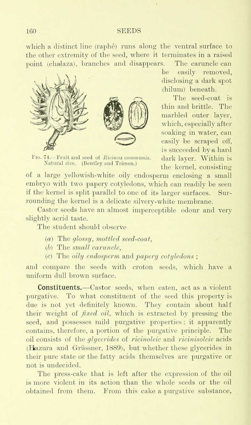 Fig. 74.—Fruit and seed of Eicinus communis. Natural size. (Bentley and Trimen.) which a distinct hne (raphe) runs along the ventral surface to the other extremity of the seed, where it terminates in a raised point (chalaza), branches and disappears. The caruncle can be easily removed, disclosing a dark spot (hilum) beneath. The seed-coat is thin and brittle. The marbled outer layer, which, especially after soaking in water, can easily be scraped off, is succeeded by a hard dark layer. AVithin is the kernel, consisting ■of a large yellowish-white oily endosperm enclosing a small embryo with two papery cotyledons, which can readily be seen if the kernel is split parallel to one of its larger surfaces. Sur- rounding the kernel is a delicate silvery-white membrane. Castor seeds have an almost imperceptible odour and very slightly acrid taste. The student should observe (a) The glossy, mottled, seed-coat, {h) The small caruncle, (c) The oily endos2^erm pa2)eyy cotyledons ; and compare the seeds with croton seeds, w^hich have a uniform dull brown surface. Constituents.—Castor seeds, when eaten, act as a violent purgative. To what constituent of the seed this property is due is not yet definitely known. They contain about half their weight of fixed oil, which is extracted by pressing the seed, and possesses mild purgative properties; it apparently ■contains, therefore, a portion of the purgative principle. The oil consists of the glycerides of ricinoleic and ricinisoleic acids (Hazura and Griissner, 1889), but whether these glycerides in their pure state or the fatty acids themselves are purgative or not is undecided. The press-cake that is left after the expression of the oil is more violent in its action than the whole seeds or the oil •obtained from them. From this cake a purgative substance,