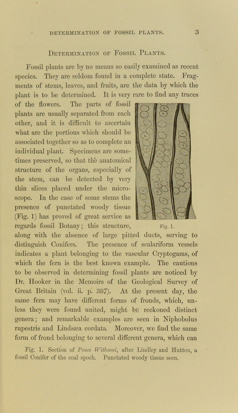 Determination of Fossil Plants. Fossil plants are by no means so easily examined as recent species. They are seldom found in a complete state. Frag- ments of stems, leaves, and fruits, are the data by which the plant is to be determined. It is very rare to find any traces of the flowers. The parts of fossil plants are usually separated from each other, and it is difficult to ascertain what are the portions which should be associated together so as to complete an individual plant. Specimens are some- times preserved, so that the anatomical structure of the organs, especially of the stem, can be detected by very thin slices placed under the micro- scope. In the case of some stems the presence of punctated woody tissue (Fig. 1) has proved of great service as regards fossil Botany; this structure, Fig. l. along with the absence of large pitted ducts, serving to distinguish Conifers. The presence of scalariform vessels indicates a plant belonging to the vascular Cryptogams, of which the fern is the best known example. The cautions to be observed in determining fossil plants are noticed by Dr. Hooker in the Memoirs of the Geological Survey of Great Britain (vol. ii. p. 387). At the present day, the same fern may have different forms of fronds, which, un- less they were found united, might be reckoned distinct genera; and remarkable examples are seen in Niphobolus rupestris and Lindsasa cordata. Moreover, we find the same form of frond belonging to several different genera, which can Fig. 1. Section of Pcuce Witharm, after Lindley and Hutton, a fossil Conifer of the coal epoch. Punctated woody tissue seen.