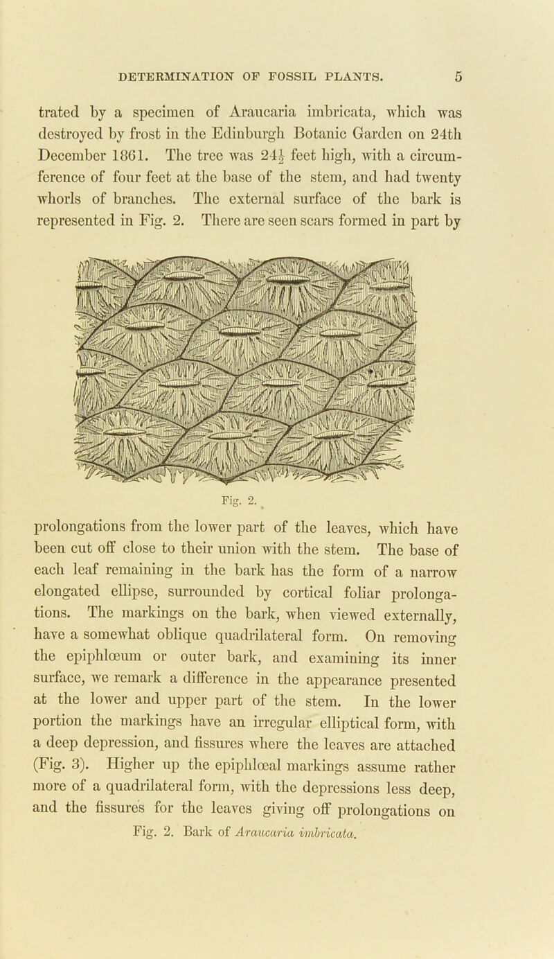 trated by a specimen of Araucaria imbricata, which was destroyed by frost in the Edinburgh Botanic Garden on 24th December 1861. The tree was 24£ feet high, wTith a circum- ference of four feet at the base of the stem, and had twenty whorls of branches. The external surface of the bark is represented in Fig. 2. There are seen scars formed in part by Fig. 2. t prolongations from the lower part of the leaves, which have been cut off close to their union with the stem. The base of each leaf remaining in the bark has the form of a narrow elongated ellipse, surrounded by cortical foliar prolonga- tions. The markings on the bark, when viewed externally, have a somewhat oblique quadrilateral form. On removing the epiphlceum or outer bark, and examining its inner surface, we remark a difference in the appearance presented at the lower and upper part of the stem. In the lower portion the markings have an irregular elliptical form, with a deep depression, and fissures where the leaves are attached (Fig. 3). Higher up the epiphloeal markings assume rather more of a quadrilateral form, with the depressions less deep, and the fissures for the leaves giving off prolongations Fig. 2. Bark of Araucaria imbricata. on