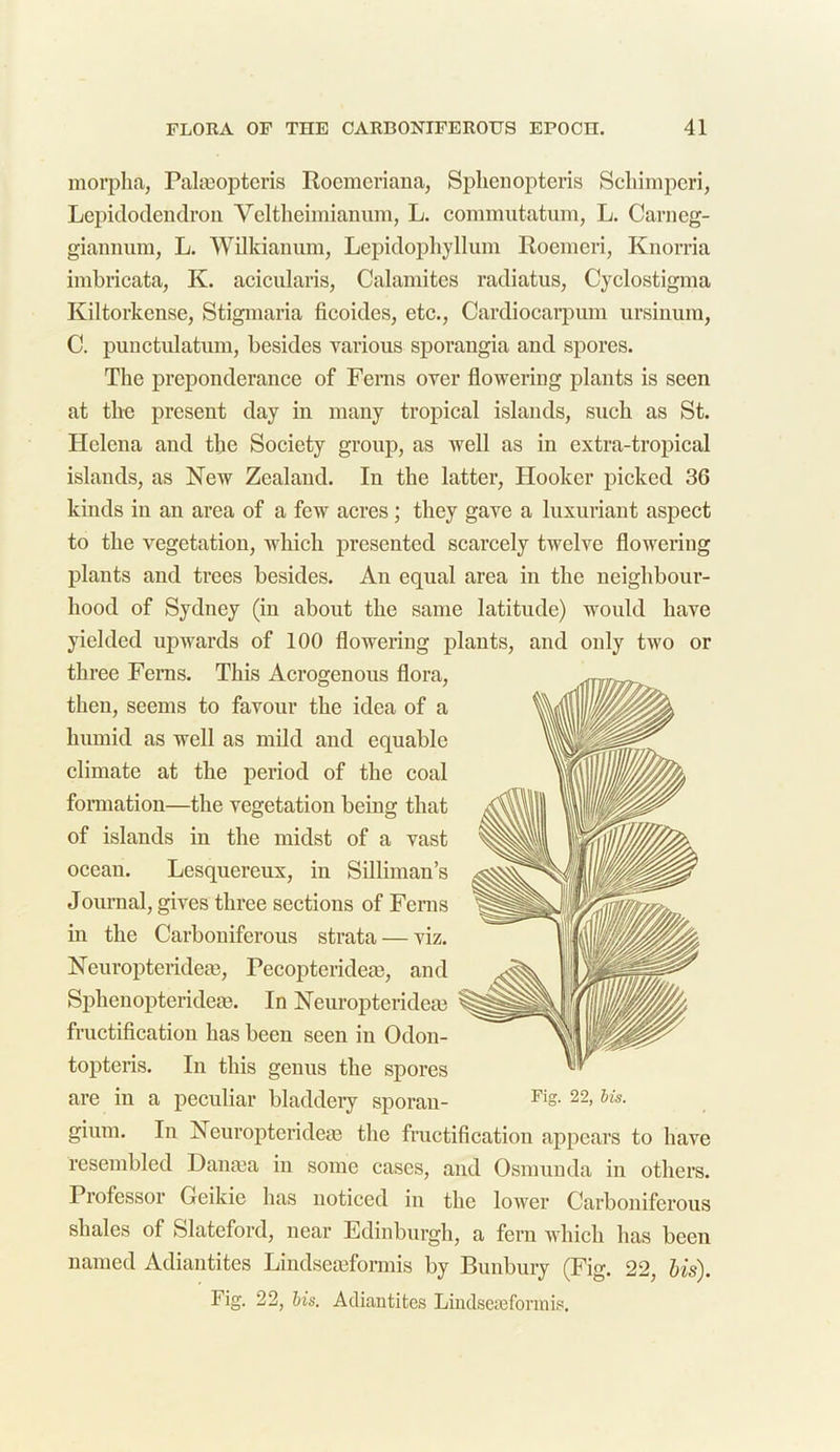 morpha, Palseopteris Rocmcriana, Sphenopteris Scliimperi, Lepidodendron Veltheimianum, L. commutatum, L. Carneg- giannum, L. Wilkianum, Lepidophyllum Roemeri, Knorria imbricata, K. acicularis, Calamitcs radiatus, Cyclostigma Kiltorkense, Stigmaria ficoidcs, etc., Cardiocarpum ursinum, C. punctulatum, besides various sporangia and spores. The preponderance of Ferns over flowering plants is seen at the present day in many tropical islands, such as St. Helena and the Society group, as well as in extra-tropical islands, as New Zealand. In the latter, Hooker picked 36 kinds in an area of a few acres ; they gave a luxuriant aspect to the vegetation, which presented scarcely twelve flowering plants and trees besides. An equal area in the neighbour- hood of Sydney (in about the same latitude) would have yielded upwards of 100 flowering plants, and only two or three Ferns. This Acrogenous flora, then, seems to favour the idea of a humid as well as mild and equable climate at the period of the coal formation—the vegetation being that of islands in the midst of a vast ocean. Lesquereux, in Silliman’s Journal, gives three sections of Ferns in the Carboniferous strata — viz. Neuropterideas, Pecopteridem, and Sphenopteridem. In Ncurop ter idem fructification has been seen in Odon- topteris. In this genus the spores are in a peculiar bladdery sporan- gium. In Neuropteridem the fructification appears to have resembled Danma in some cases, and Osmunda in others. Professor Geikie has noticed in the lower Carboniferous shales of Slateford, near Edinburgh, a fern which has been named Adiantites Lindsemformis by Bunbury (Fig. 22, his). Fig. 22, bis. Adiantites Lindseaeformis.