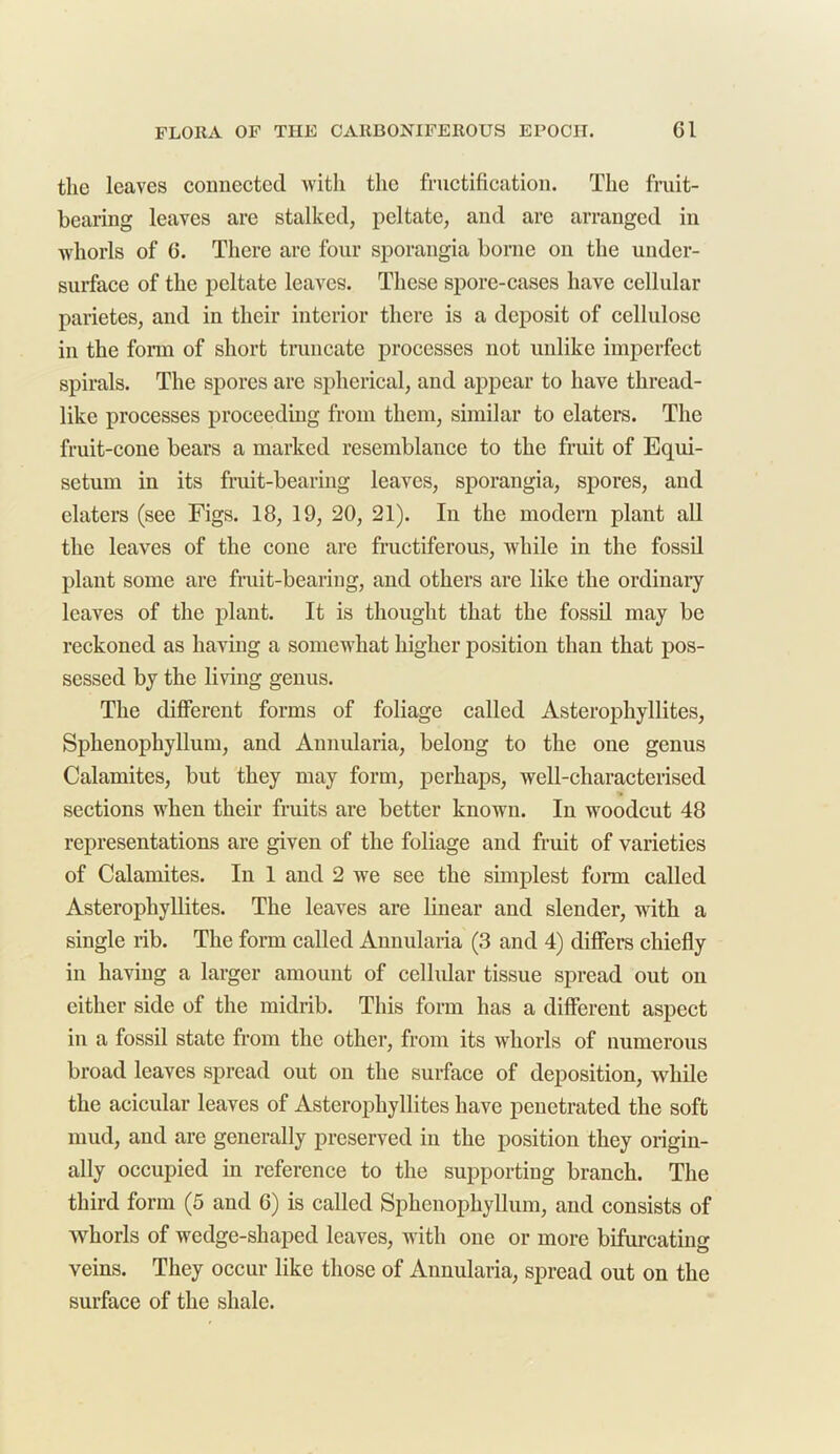 the leaves connected with the fructification. The fruit- bearing leaves are stalked, peltate, and are arranged in whorls of G. There are four sporangia borne on the under- surface of the peltate leaves. These spore-cases have cellular parietes, and in their interior there is a deposit of cellulose in the form of short truncate processes not unlike imperfect spirals. The spores are spherical, and appear to have thread- like processes proceeding from them, similar to elaters. The fruit-cone bears a marked resemblance to the fruit of Equi- setum in its fruit-bearing leaves, sporangia, spores, and elaters (see Figs. 18, 19, 20, 21). In the modern plant all the leaves of the cone are fructiferous, while in the fossil plant some are fruit-bearing, and others are like the ordinary leaves of the plant. It is thought that the fossil may be reckoned as having a somewhat higher position than that pos- sessed by the living genus. The different forms of foliage called Asterophyllites, Sphenophyllum, and Annularia, belong to the one genus Calamites, but they may form, perhaps, well-characterised sections when their fruits are better known. In woodcut 48 representations are given of the foliage and fruit of varieties of Calamites. In 1 and 2 we see the simplest form called Asterophyllites. The leaves are linear and slender, with a single rib. The form called Annularia (3 and 4) differs chiefly in having a larger amount of cellular tissue spread out on cither side of the midrib. This form has a different aspect in a fossil state from the other, from its whorls of numerous broad leaves spread out on the surface of deposition, while the acicular leaves of Asterophyllites have penetrated the soft mud, and are generally preserved in the position they origin- ally occupied in reference to the supporting branch. The third form (5 and 6) is called Sphenophyllum, and consists of whorls of wedge-shaped leaves, with one or more bifurcating veins. They occur like those of Annularia, spread out on the surface of the shale.
