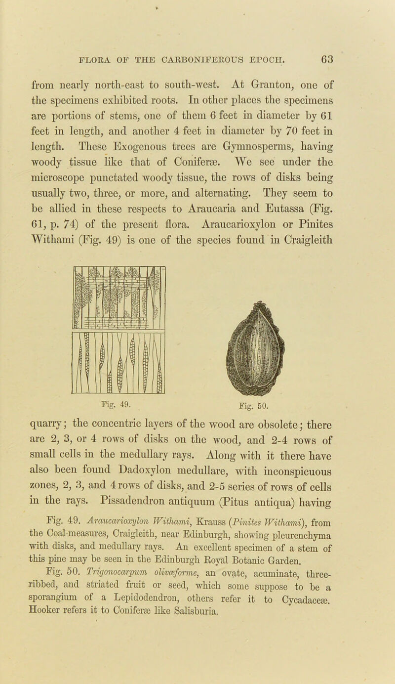 from nearly north-east to south-west. At Granton, one of the specimens exhibited roots. In other places the specimens are portions of stems, one of them 6 feet in diameter by G1 feet in length, and another 4 feet in diameter by 70 feet in length. These Exogenous trees are Gymnosperms, having woody tissue like that of Coniferae. We see under the microscope punctated woody tissue, the rows of disks being usually two, three, or more, and alternating. They seem to be allied in these respects to Araucaria and Eutassa (Fig. Gl, p. 74) of the present flora. Araucarioxylon or Pinites Withami (Fig. 49) is one of the species found in Craigleith |s4- 1 d z k |4Jf — —* v- 45 11 k ij ? ST. =3 3 - ~7i~T •' 1 —'ffiffiSe, \j 1 jj\ I I Fig. 49. Fig. 50. quarry; the concentric layers of the wood are obsolete; there are 2, 3, or 4 rows of disks on the wood, and 2-4 rows of small cells in the medullary rays. Along with it there have also been found Dadoxylon medullare, with inconspicuous zones, 2, 3, and 4 rows of disks, and 2-5 series of rows of cells in the rays. Pissadendron antiquum (Pitus antiqua) having Fig. 49. Araucarioxylon Withami, Krauss (Pinites Withami), from the Coal-measures, Craigleith, near Edinburgh, showing pleurenchyma with disks, and medullary rays. An excellent specimen of a stem of this pine may be seen in the Edinburgh Royal Botanic Garden. Fig. 50. Trigonocarpum olivceforme, an ovate, acuminate, three- ribbed, and striated fruit or seed, which some suppose to be a sporangium of a Lepidodendron, others refer it to Cycadacete. Hooker refers it to Coniferse like Salisburia.