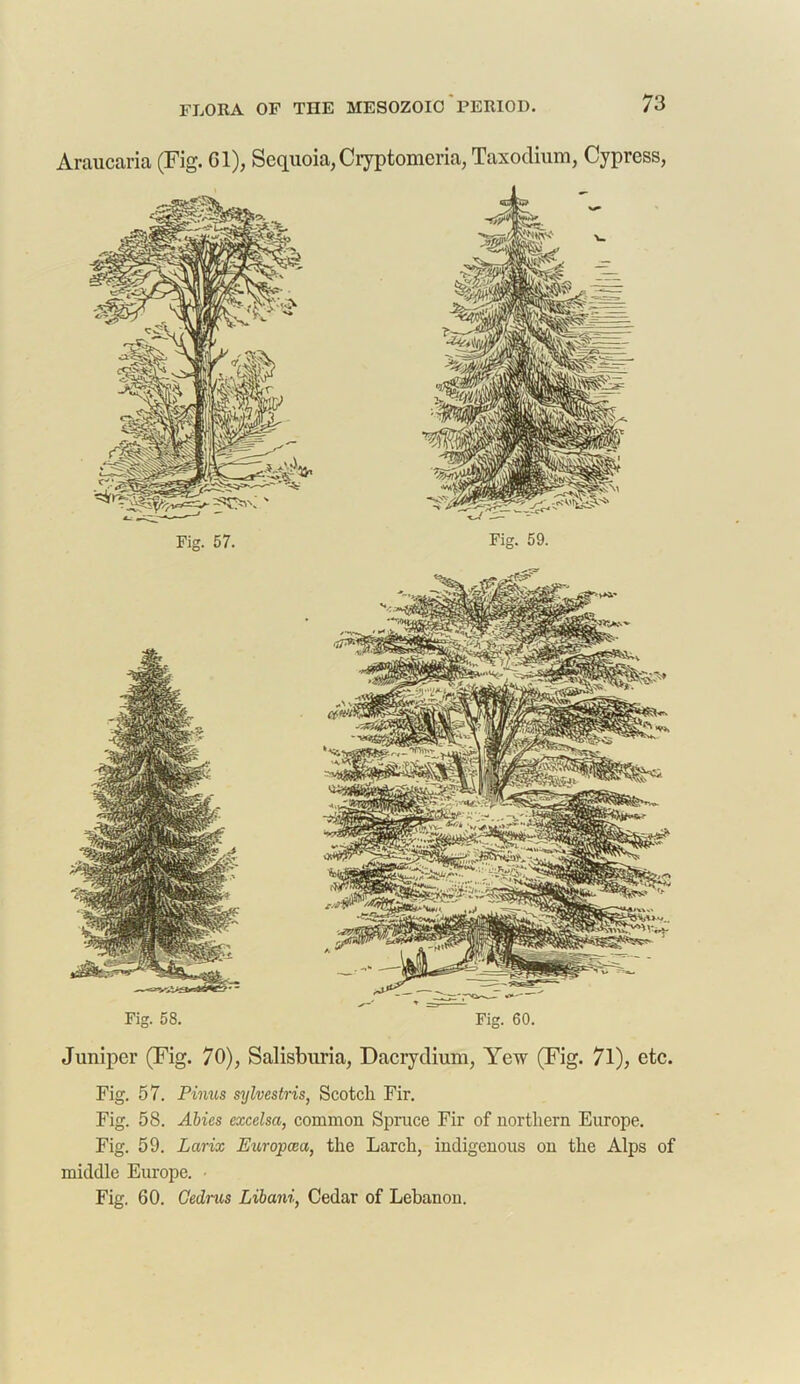 Araucaria (Fig. Gl), Sequoia,Cryptomcria, Taxodium, Cypress, Fig. 58. Fig. 60. Juniper (Fig. 70), Salisburia, Dacrydium, Yew (Fig. 71), etc. Fig. 57. Pinus sylvestris, Scotch Fir. Fig. 58. Abies excelsa, common Spruce Fir of northern Europe. Fig. 59. Larix Europcca, the Larch, indigenous on the Alps of middle Europe. - Fig. 60. Cedrus Libani, Cedar of Lebanon.