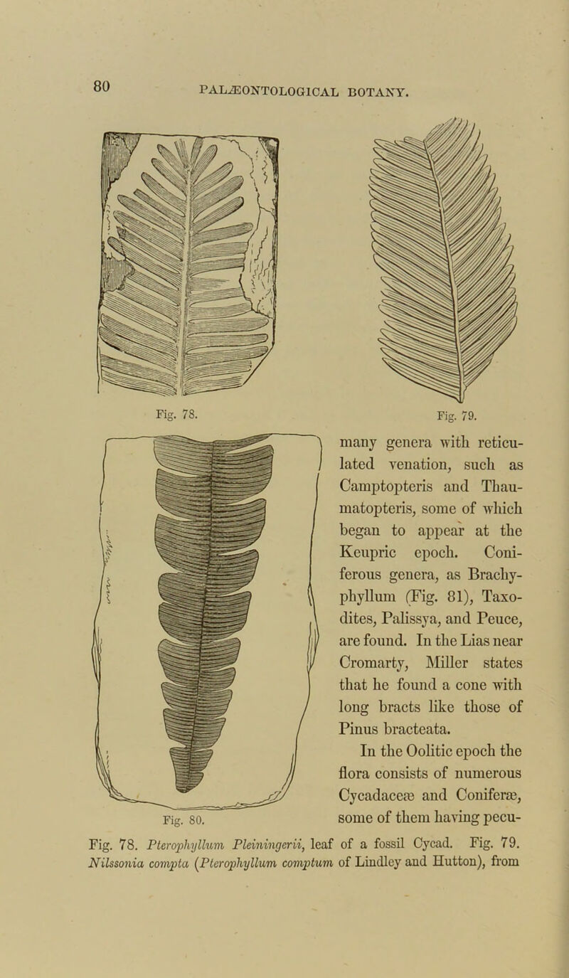 Fig. 80. many genera with reticu- lated venation, such as Camptopteris and Thau- matopteris, some of which began to appear at the Keupric epoch. Coni- ferous genera, as Bracliy- phyllum (Fig. 81), Taxo- dites, Palissya, and Peuce, are found. In the Lias near Cromarty, Miller states that he found a cone with long bracts like those of Pinus bracteata. In the Oolitic epoch the flora consists of numerous Cycadaceas and Coniform, some of them having pccu- of a fossil Cycad. Fig. 79. of Lindlcy and Hutton), from Fig. 78. Ptcrophyllum Pleiningcrii, leaf Nilssonia compta (Ptcrophyllum coviptum