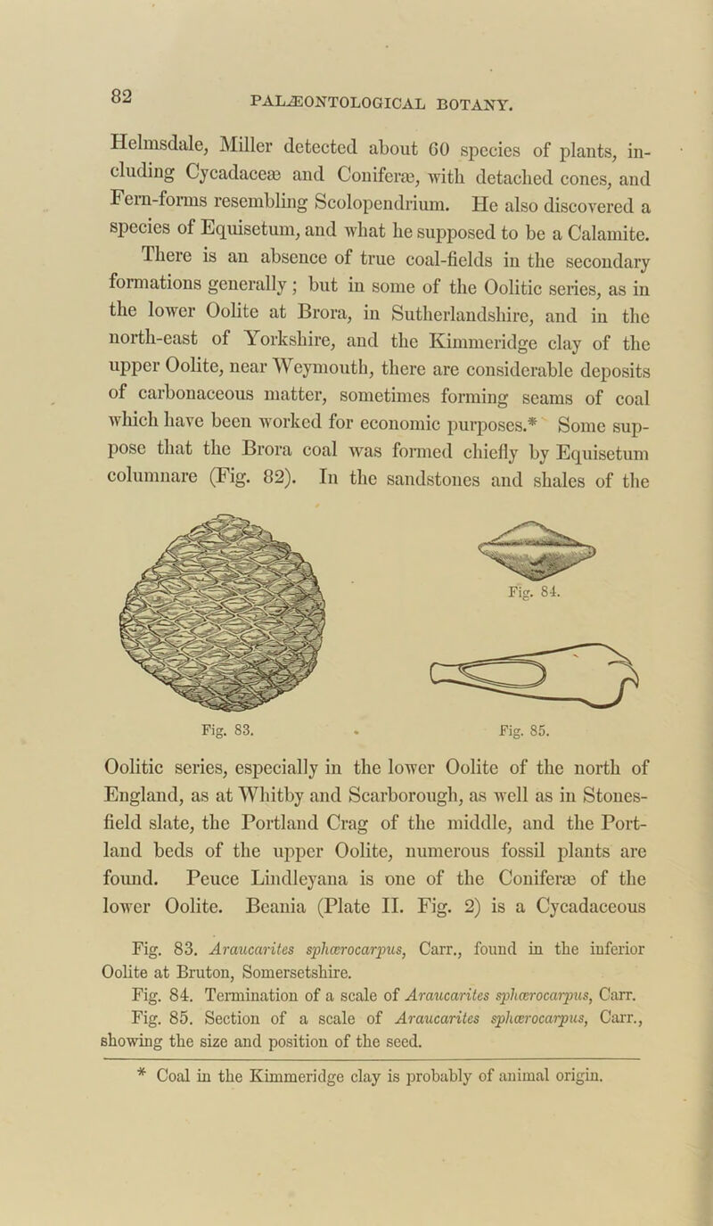 Helmsdale, Miller detected about GO species of plants, in- cluding Cycadace® and Conifer®, with detached cones, and Fern-forms resembling Scolopendnum. He also discovered a species of Equisetum, and what lie supposed to be a Calamite. There is an absence of true coal-fields in the secondary formations generally; but in some of the Oolitic series, as in the lower Oolite at Brora, in Sutherlandshire, and in the north-east of Yorkshire, and the Kimmeridge clay of the upper Oolite, near Weymouth, there are considerable deposits of carbonaceous matter, sometimes forming seams of coal which have been worked for economic purposes.* Some sup- pose that the Brora coal was formed chiefly by Equisetum columnare (Fig. 82). In the sandstones and shales of the Oolitic series, especially in the lower Oolite of the north of England, as at Whitby and Scarborough, as well as in Stones- field slate, the Portland Crag of the middle, and the Port- land beds of the upper Oolite, numerous fossil plants are found. Peuce Lindleyana is one of the Conifer® of the lower Oolite. Beania (Plate II. Fig. 2) is a Cycadaceous Fig. 83. Araucarites splicerocarpus, Carr., found in the inferior Oolite at Bruton, Somersetshire. Fig. 84. Termination of a scale of Araucarites sphcerocarpus, Carr. Fig. 85. Section of a scale of Araucarites spliccrocarpus, Carr., showing the size and position of the seed. Fig. 83, Fig. 85, * Coal in the Kimmeridge clay is probably of animal origin.