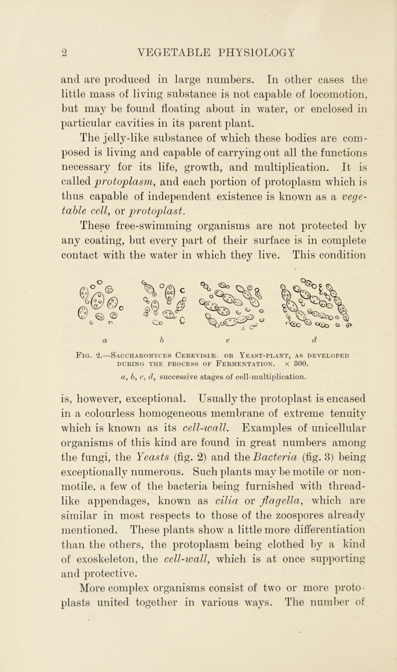 and are produced in large numbers. In other cases the little mass of living substance is not capable of locomotion, but may be found floating about in water, or enclosed in particular cavities in its parent plant. The jelly-like substance of which these bodies are com- posed is living and capable of carrying out all the functions necessary for its life, growth, and multiplication. It is called protoplasm, and each portion of protoplasm which is thus capable of independent existence is known as a vege- table cell, or protoplast. These free-swimming organisms are not protected by any coating, but every part of their surface is in complete contact with the water in which they live. This condition Fig. *2.—Sacchaiiomyces Cerevisle. or Yeast-plant, as developed DURING THE PROCESS OF FERMENTATION. X 300. a, b, c, d, successive stages of cell-multiplication. is, however, exceptional. Usually the protoplast is encased in a colourless homogeneous membrane of extreme tenuity which is known as its cell-wall. Examples of unicellular organisms of this kind are found in great numbers among the fungi, the Yeasts (fig. 2) and the Bacteria (fig. B) being exceptionally numerous. Such plants may be motile or non- rnotile, a few of the bacteria being furnished with thread- like appendages, known as cilia or flagella, which are similar in most respects to those of the zoospores already mentioned. These plants show a little more differentiation than the others, the protoplasm being clothed by a kind of exoskeleton, the cell-wall, which is at once supporting and protective. More complex organisms consist of two or more proto - plasts united together in various ways. The number of