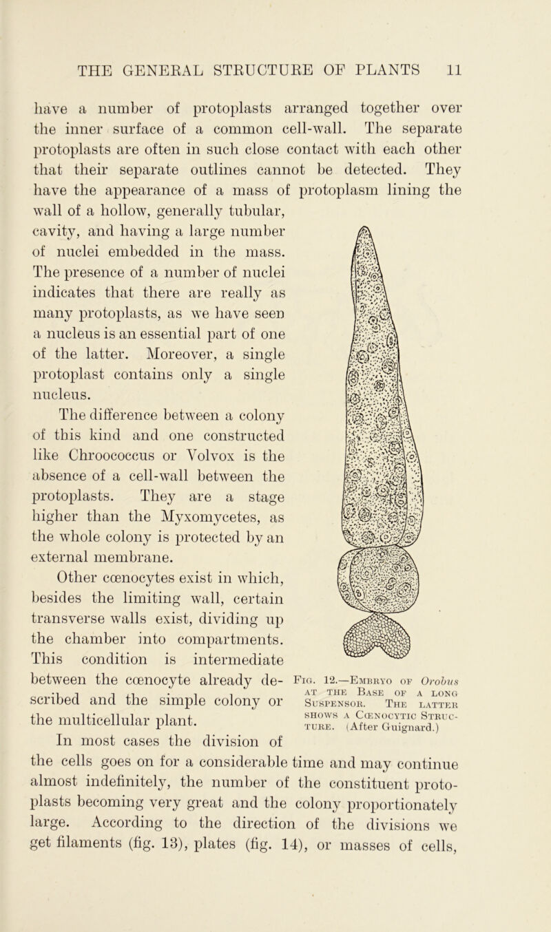 have a number of protoplasts arranged together over the inner surface of a common cell-wall. The separate protoplasts are often in such close contact with each other that their separate outlines cannot be detected. They have the appearance of a mass of protoplasm lining the wall of a hollow, generally tubular, cavity, and having a large number of nuclei embedded in the mass. The presence of a number of nuclei indicates that there are really as many protoplasts, as we have seen a nucleus is an essential part of one of the latter. Moreover, a single protoplast contains only a single nucleus. The difference between a colony of this kind and one constructed like Chroococcus or Yolvox is the absence of a cell-wall between the protoplasts. They are a stage higher than the Myxomycetes, as the whole colony is protected by an external membrane. Other coenocytes exist in which, besides the limiting wall, certain transverse walls exist, dividing up the chamber into compartments. This condition is intermediate between the coenocyte already de- Fig. 12.—Embryo of Orobus •it ,n i AT THE Base of a long scribed and the simple colony or suspensor. the latter the multicellular plant. _ ” tAteGuTg^aT In most cases the division of the cells goes on for a considerable time and may continue almost indefinitely, the number of the constituent proto- plasts becoming very great and the colony proportionately large. According to the direction of the divisions we get filaments (fig. 13), plates (fig. 14), or masses of cells,