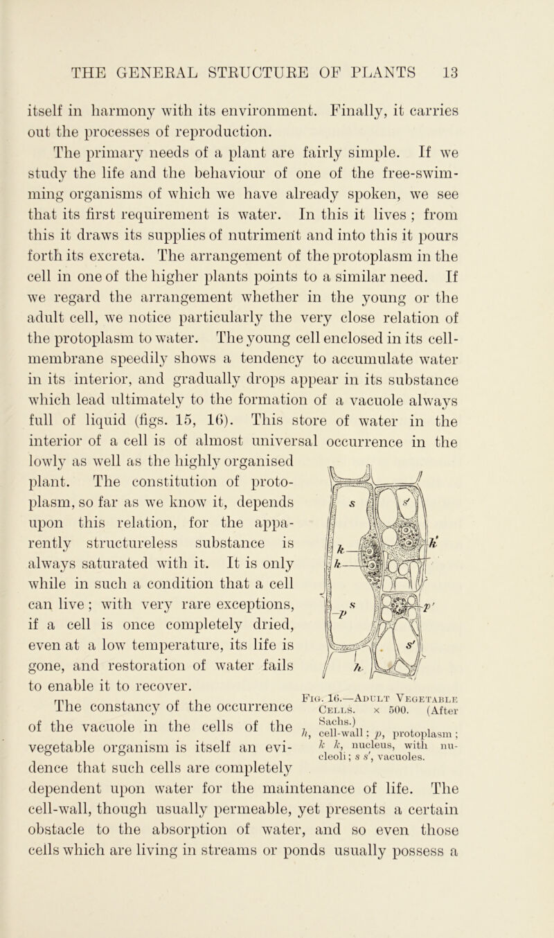 itself in harmony with its environment. Finally, it carries out the processes of reproduction. The primary needs of a plant are fairly simple. If we study the life and the behaviour of one of the free-swim- ming organisms of which we have already spoken, we see that its first requirement is water. In this it lives ; from this it draws its supplies of nutriment and into this it pours forth its excreta. The arrangement of the protoplasm in the cell in one of the higher plants points to a similar need. If we regard the arrangement whether in the young or the adult cell, we notice particularly the very close relation of the protoplasm to water. The young cell enclosed in its cell- membrane speedily shows a tendency to accumulate water in its interior, and gradually drops appear in its substance which lead ultimately to the formation of a vacuole always full of liquid (figs. 15, 16). This store of water in the interior of a cell is of almost universal occurrence in the lowly as well as the highly organised plant. The constitution of proto- plasm, so far as we know it, depends upon this relation, for the appa- rently structureless substance is always saturated with it. It is only while in such a condition that a cell can live; with very rare exceptions, if a cell is once completely dried, even at a low temperature, its life is gone, and restoration of water fails to enable it to recover. The constancy of the occurrence of the vacuole in the cells of the vegetable organism is itself an evi- dence that such cells are completely dependent upon water for the maintenance of life. The cell-wall, though usually permeable, yet presents a certain obstacle to the absorption of water, and so even those ceils which are living in streams or ponds usually possess a Fig. 16.—Adult Vegetable Cells. x 500. (After Sachs.) k, cell-wall: p, protoplasm ; k k, nucleus, with nu- cleoli ; s s', vacuoles.