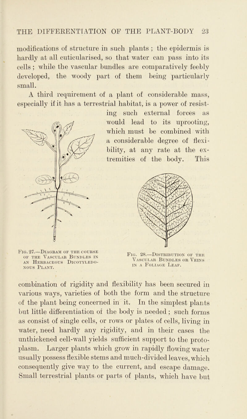 modifications of structure in such plants ; the epidermis is hardly at all cuticularised, so that water can pass into its cells ; while the vascular bundles are comparatively feebly developed, the woody part of them being particularly small. A third requirement of a plant of considerable mass, especially if it has a terrestrial habitat, is a power of resist- ing such external forces as would lead to its uprooting, which must be combined with a considerable degree of flexi- bility, at any rate at the ex- tremities of the body. This Fig. 27.—Diagram or the coubse of the Vascular Bundles in an Herbaceous Dicotyledo- nous Plant. Fig. 28.—Distribution of the Vascular Bundles or Veins in a Foliage Leaf. combination of rigidity and flexibility has been secured in various ways, varieties of both the form and the structure of the plant being concerned in it. In the simplest plants but little differentiation of the body is needed ; such forms as consist of single cells, or rows or plates of cells, living in water, need hardly any rigidity, and in their cases the unthickened cell-wall yields sufficient support to the proto- plasm. Larger plants which grow in rapidly flowing water usually possess flexible stems and much-divided leaves, which consequently give way to the current, and escape damage. Small terrestrial plants or parts of plants, which have but