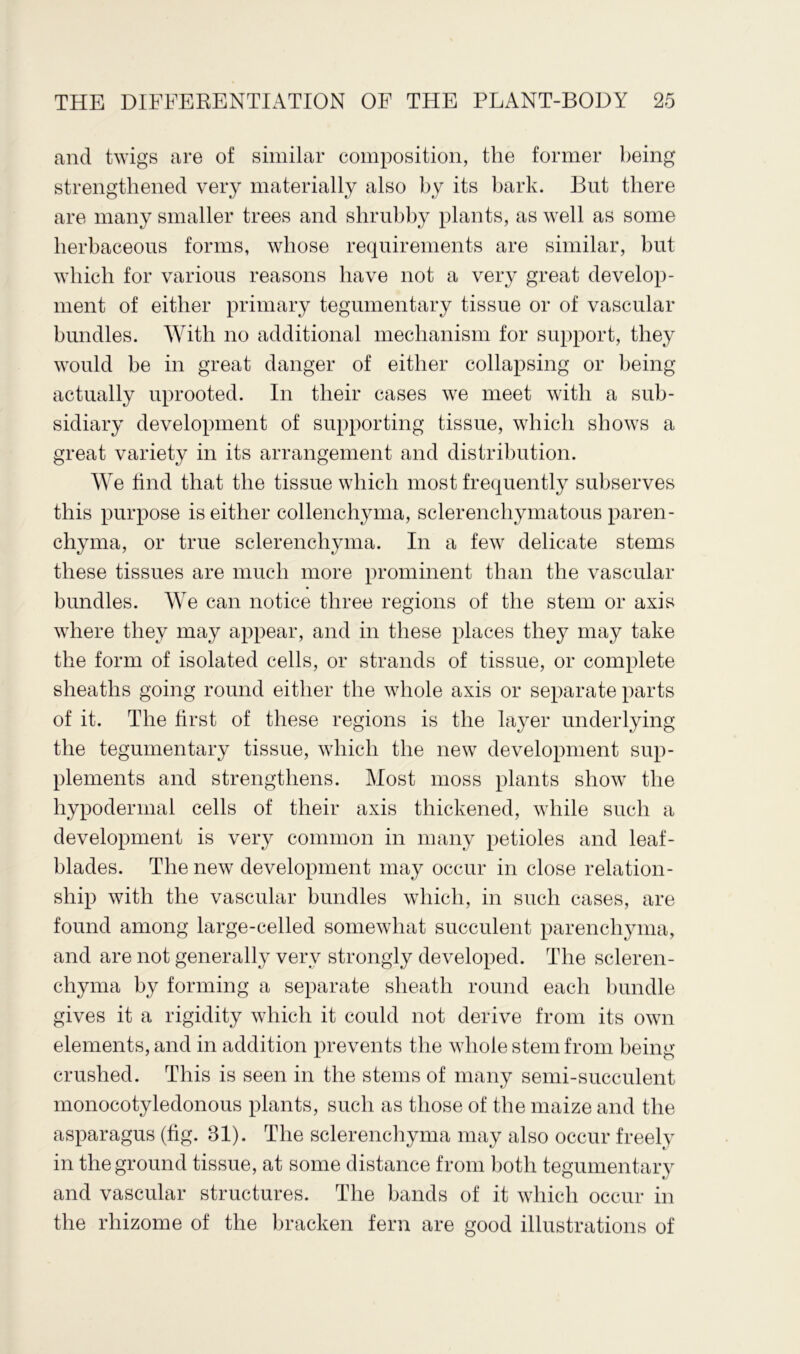 and twigs are of similar composition, the former being strengthened very materially also by its bark. But there are many smaller trees and shrubby plants, as well as some herbaceous forms, whose requirements are similar, but which for various reasons have not a very great develop- ment of either primary tegumentary tissue or of vascular bundles. With no additional mechanism for support, they would be in great danger of either collapsing or being actually uprooted. In their cases we meet with a sub- sidiary development of supporting tissue, which shows a great variety in its arrangement and distribution. We find that the tissue which most frequently subserves this purpose is either collenchyma, sclerenchymatous paren- chyma, or true sclerenchyma. In a few delicate stems these tissues are much more prominent than the vascular bundles. We can notice three regions of the stem or axis where they may appear, and in these places they may take the form of isolated cells, or strands of tissue, or complete sheaths going round either the whole axis or separate parts of it. The first of these regions is the layer underlying the tegumentary tissue, which the new development sup- plements and strengthens. Most moss plants show the hypodermal cells of their axis thickened, while such a development is very common in many petioles and leaf- blades. The new development may occur in close relation- ship with the vascular bundles which, in such cases, are found among large-celled somewhat succulent parenchyma, and are not generally very strongly developed. The scleren- chyma by forming a separate sheath round each bundle gives it a rigidity which it could not derive from its own elements, and in addition prevents the whole stem from being crushed. This is seen in the stems of many semi-succulent monocotyledonous plants, such as those of the maize and the asparagus (fig. 31). The sclerenchyma may also occur freely in the ground tissue, at some distance from both tegumentary and vascular structures. The bands of it which occur in the rhizome of the bracken fern are good illustrations of