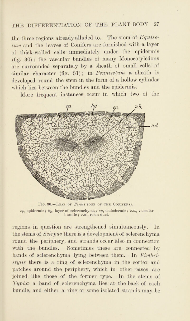 the three regions already alluded to. The stem of Equise- tum and the leaves of Conifers are furnished with a layer of thick-walled cells immediately under the epidermis (tig. 80) ; the vascular bundles of many Monocotyledons are surrounded separately by a sheath of small cells of similar character (fig. 81) ; in Pennisetum a sheath is developed round the stem in the form of a hollow cylinder which lies between the bundles and the epidermis. More frequent instances occur in which two of the Fig. 80.—Leaf of Pinus (one of the Conifers). ep, epidermis; hy, layer of sclerenchyma ; eu, endodermis ; v.vascular bundle ; r.d., resin duct. regions in question are strengthened simultaneously. In the stems of Scirpus there is a development of sclerenchyma round the periphery, and strands occur also in connection with the bundles. Sometimes these are connected bv bands of sclerenchyma lying between them. In Fimbri- stylis there is a ring of sclerenchyma in the cortex and patches around the periphery, which in other cases are joined like those of the former type. In the stems of Typha a band of sclerenchyma lies at the back of each bundle, and either a ring or some isolated strands may be