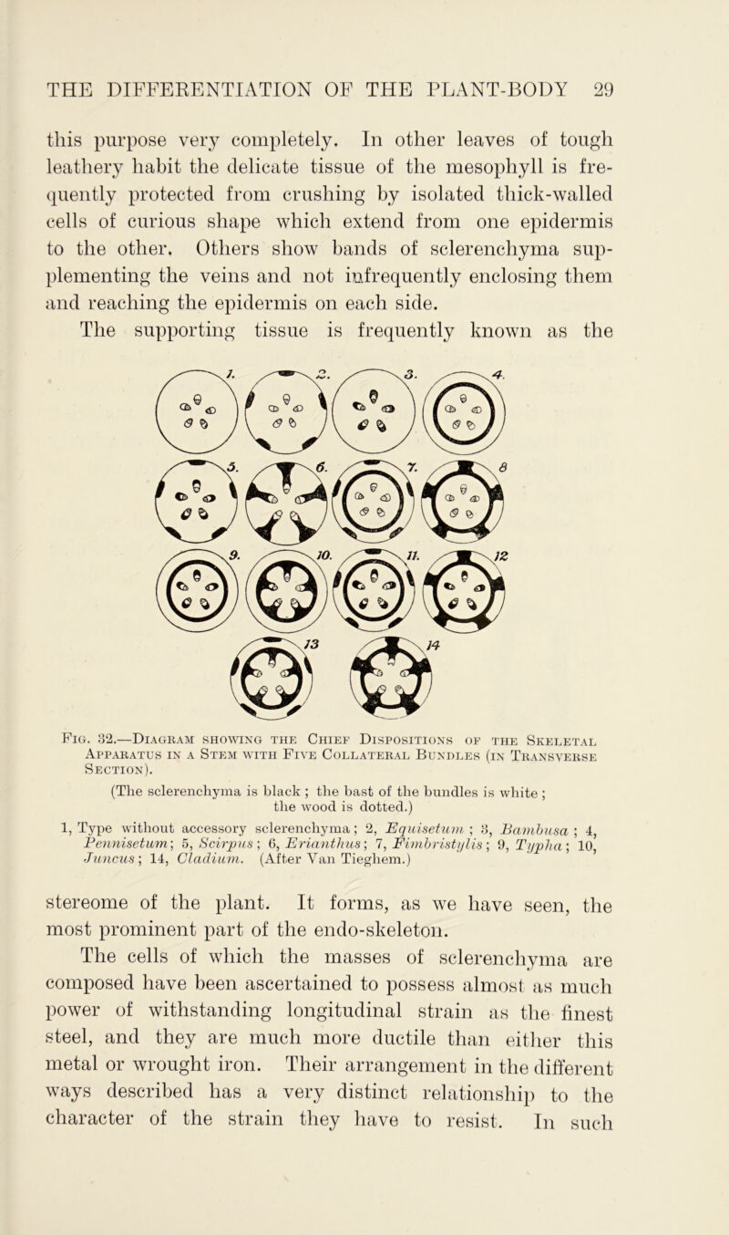 this purpose very completely. In other leaves of tough leathery habit the delicate tissue of the mesophyll is fre- quently protected from crushing by isolated thick-walled cells of curious shape which extend from one epidermis to the other. Others show bands of sclerenchyma sup- plementing the veins and not infrequently enclosing them and reaching the epidermis on each side. The supporting tissue is frequently known as the Fig. 32.—Diagram showing the Chief Dispositions of the Skeletal Apparatus in a Stem with Five Collateral Bungles (in Transverse Section). (The sclerenchyma is black ; the bast of the bundles is white ; the wood is dotted.) 1, Type without accessory sclerenchyma; 2, Equisetuvi ; 3, Bambusa ; 4, Pennisetum; 5, Scirpus ; 6, Erianthus; 7, Fimbristylis; 9, T/jpha; 10, Juncus ; 14, Cladium. (After Van Tieghem.) stereome of the plant. It forms, as we have seen, the most prominent part of the endo-skeleton. The cells of which the masses of sclerenchyma are composed have been ascertained to possess almost as much power of withstanding longitudinal strain as the finest steel, and they are much more ductile than either this metal or wrought iron. Their arrangement in the different ways described has a very distinct relationship to the character of the strain they have to resist. In such