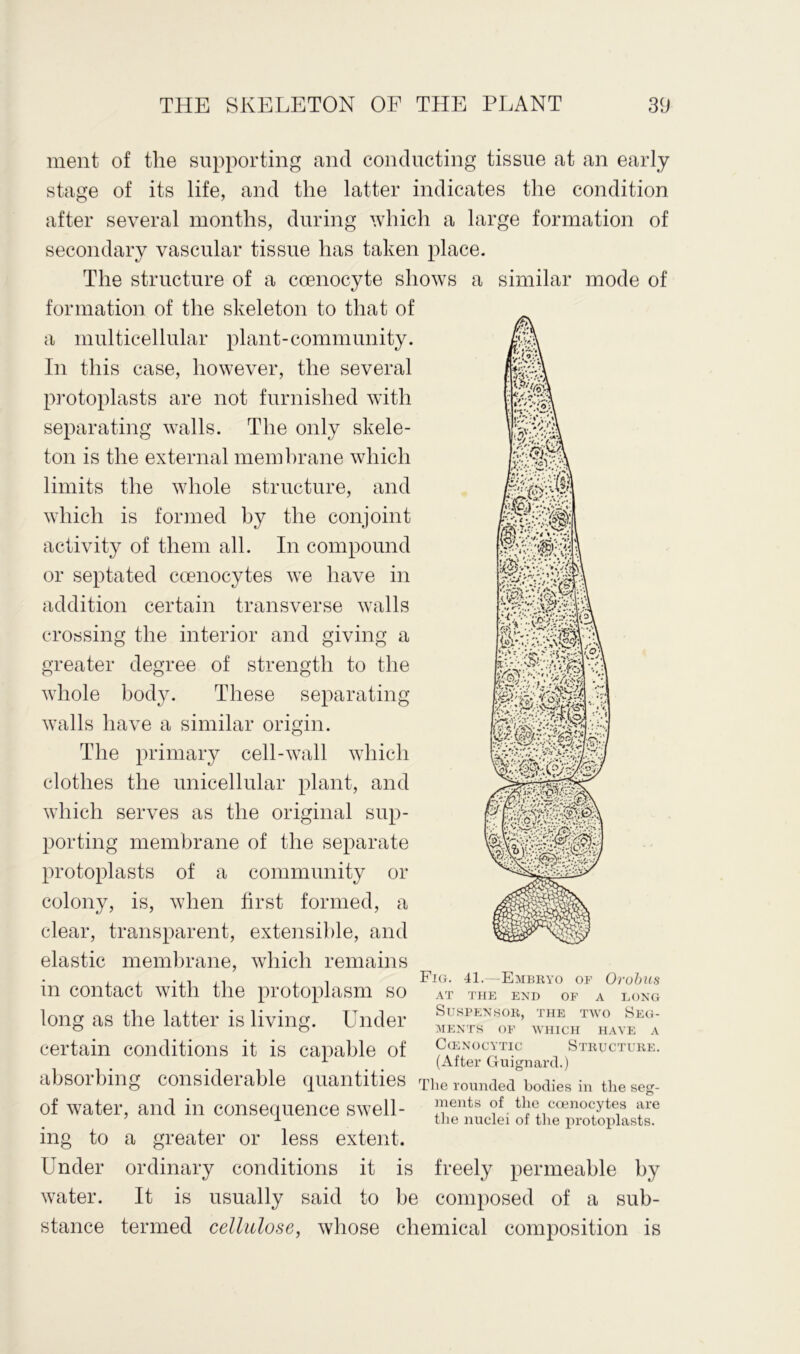 a y kv.-?£V.vA r y>>a' - A | ment of the supporting and conducting tissue at an early stage of its life, and the latter indicates the condition after several months, during which a large formation of secondary vascular tissue has taken place. The structure of a ccenocyte shows a similar mode of formation of the skeleton to that of a multicellular plant-community. In this case, however, the several protoplasts are not furnished with separating walls. The only skele- ton is the external membrane which limits the whole structure, and which is formed by the conjoint activity of them all. In compound or septated coenocytes we have in addition certain transverse walls crossing the interior and giving a greater degree of strength to the whole body. These separating walls have a similar origin. The primary cell-wall which clothes the unicellular plant, and which serves as the original sup- porting membrane of the separate protoplasts of a community or colony, is, when first formed, a clear, transparent, extensible, and elastic membrane, which remains in contact with the protoplasm so long as the latter is living. Under certain conditions it is capable of absorbing considerable quantities of water, and in consequence swell- ing to a greater or less extent. Under ordinary conditions it is freely permeable by water. It is usually said to be composed of a sub- stance termed cellulose, whose chemical composition is Fig. 41.—Embryo of Orobus AT THE END OF A LONG SUSPENSOR, THE TWO SEG- MENTS OF WHICH HAVE A Ccenocytic Structure. (After Guignard.) The rounded bodies in the seg- ments of the coenocytes are the nuclei of the protoplasts.