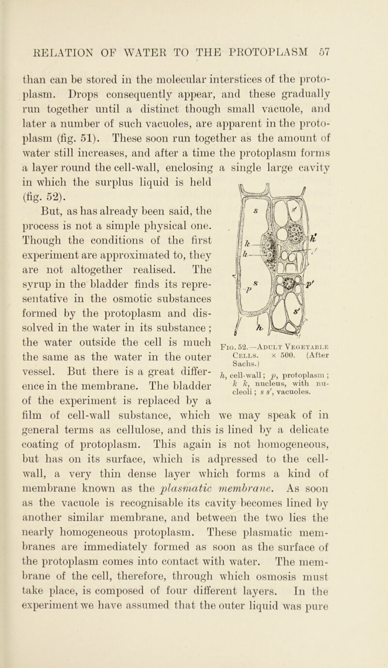 than can be stored in the molecular interstices of the proto- plasm. Drops consequently appear, and these gradually run together until a distinct though small vacuole, and later a number of such vacuoles, are apparent in the proto- plasm (tig. 51). These soon run together as the amount of water still increases, and after a time the protoplasm forms a layer round the cell-wall, enclosing a single large cavity in which the surplus liquid is held (fig. 52). But, as has already been said, the process is not a simple physical one. Though the conditions of the first experiment are approximated to, they are not altogether realised. The syrup in the bladder finds its repre- sentative in the osmotic substances formed by the protoplasm and dis- solved in the water in its substance ; the water outside the cell is much the same as the water in the outer vessel. But there is a great differ- ence in the membrane. The bladder of the experiment is replaced by a film of cell-wall substance, which we may speak of in general terms as cellulose, and this is lined by a delicate coating of protoplasm. This again is not homogeneous, but has on its surface, which is adpressed to the cell- wall, a very thin dense layer which forms a kind of membrane known as the plasmatic membrane. As soon as the vacuole is recognisable its cavity becomes lined by another similar membrane, and between the two lies the nearly homogeneous protoplasm. These plasmatic mem- branes are immediately formed as soon as the surface of the protoplasm comes into contact with water. The mem- brane of the cell, therefore, through which osmosis must take place, is composed of four different layers. In the experiment we have assumed that the outer liquid was pure Fig. 52.—Adult Vegetable Cells. x 500. (After Sachs.) h, cell-wall; p, protoplasm ; k k, nucleus, with nu- cleoli ; s s', vacuoles.