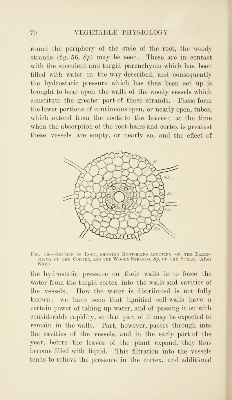 round the periphery of the stele of the root, the woody strands (tig. 56, Sp) may be seen. These are in contact with the succulent and turgid parenchyma which has been tilled with water in the way described, and consequently the hydrostatic pressure which has thus been set up is brought to bear upon the walls of the woody vessels which constitute the greater part of those strands. These form the lower portions of continuous open, or nearly open, tubes, which extend from the roots to the leaves; at the time when the absorption of the root-hairs and cortex is greatest these vessels are empty, or nearly so, and the effect of Fig. 56.—Section of Root, showing Root-hairs abutting on the Paren- chyma of the Cortex, and the Woody Strands, Sj), of the Stele. (After Kny.) the hydrostatic pressure on their walls is to force the water from the turgid cortex into the walls and cavities of the vessels. How the water is distributed is not fully known; we have seen that lignified cell-walls have a certain power of taking up water, and of passing it on with considerable rapidity, so that part of it may be expected to remain in the walls. Part, however, passes through into the cavities of the vessels, and in the early part of the year, before the leaves of the plant expand, they thus become filled with liquid. This filtration into the vessels tends to relieve the pressure in the cortex, and additional