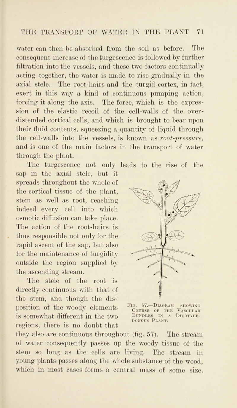 water can then be absorbed from the soil as before. The consequent increase of the turgescence is followed by further filtration into the vessels, and these two factors continually acting together, the water is made to rise gradually in the axial stele. The root-hairs and the turgid cortex, in fact, exert in this way a kind of continuous pumping action, forcing it along the axis. The force, which is the expres- sion of the elastic recoil of the cell-walls of the over- distended cortical cells, and which is brought to bear upon their fluid contents, squeezing a quantity of liquid through the cell-walls into the vessels, is known as root-pressure, and is one of the main factors in the transport of water through the plant. The turgescence not only leads to the rise of the sap in the axial stele, but it spreads throughout the whole of the cortical tissue of the plant, stem as well as root, reaching indeed every cell into which osmotic diffusion can take place. The action of the root-hairs is thus responsible not only for the rapid ascent of the sap, but also for the maintenance of turgidity outside the region supplied by the ascending stream. The stele of the root is directly continuous with that of the stem, and though the dis- position of the woody elements is somewhat different in the two regions, there is no doubt that they also are continuous throughout (tig. 57). The stream of water consequently passes up the woody tissue of the stem so long as the cells are living. The stream in young plants passes along the whole substance of the wood, which in most cases forms a central mass of some size. donous Plant.