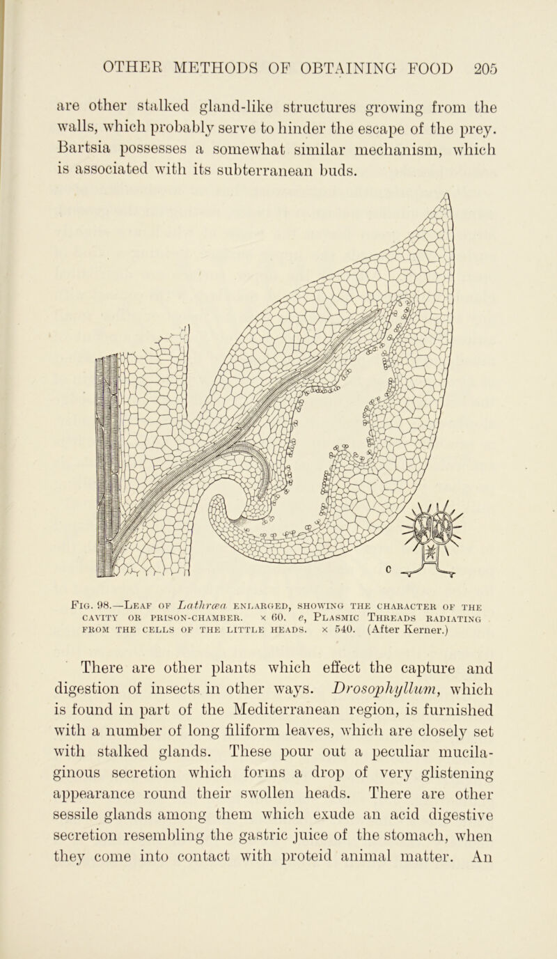 are other stalked gland-like structures growing from the walls, which probably serve to hinder the escape of the prey. Bartsia possesses a somewhat similar mechanism, which is associated with its subterranean buds. Fig. 98.—Leaf of Lathrcea enlarged, showing the character of the CAVITY OR PRISON-CHAMBER. X 60. <?, PLASMIC THREADS RADIATING from the cells of the little heads, x 540. (After Kerner.) There are other plants which effect the capture and digestion of insects in other ways. Drosophyllitin, which is found in part of the Mediterranean region, is furnished with a number of long filiform leaves, which are closely set with stalked glands. These pour out a peculiar mucila- ginous secretion which forms a drop of very glistening appearance round their swollen heads. There are other sessile glands among them which exude an acid digestive secretion resembling the gastric juice of the stomach, when they come into contact with proteid animal matter. An