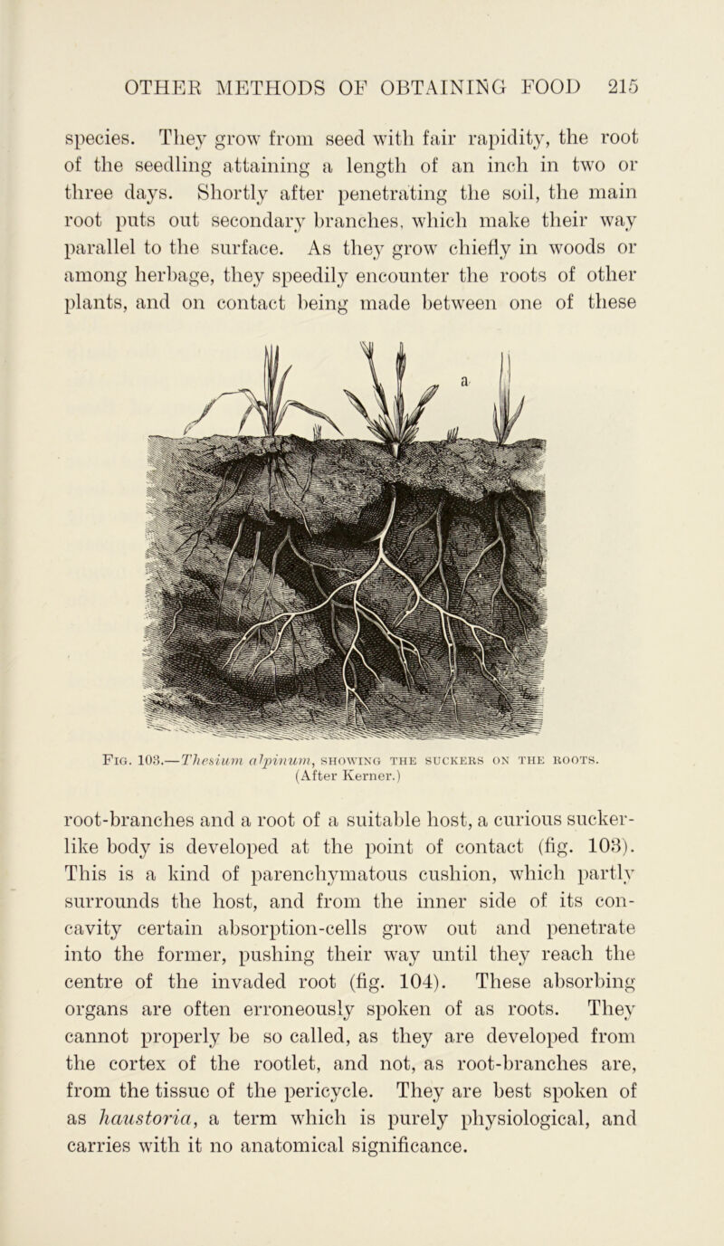 species. They grow from seed with fair rapidity, the root of the seedling attaining a length of an inch in two or three days. Shortly after penetrating the soil, the main root puts out secondary branches, which make their way parallel to the surface. As they grow chiefly in woods or among herbage, they speedily encounter the roots of other plants, and on contact being made between one of these Fig. 108.— Thesium alpinum, showing the suckers on the roots. (After Kerner.) root-branches and a root of a suitable host, a curious sucker- like body is developed at the point of contact (fig. 108). This is a kind of parenchymatous cushion, which partly surrounds the host, and from the inner side of its con- cavity certain absorption-cells grow out and penetrate into the former, pushing their way until they reach the centre of the invaded root (fig. 104). These absorbing- organs are often erroneously spoken of as roots. They cannot properly be so called, as they are developed from the cortex of the rootlet, and not, as root-branches are, from the tissue of the pericvcle. They are best spoken of as hailstorm, a term which is purely physiological, and carries with it no anatomical significance.