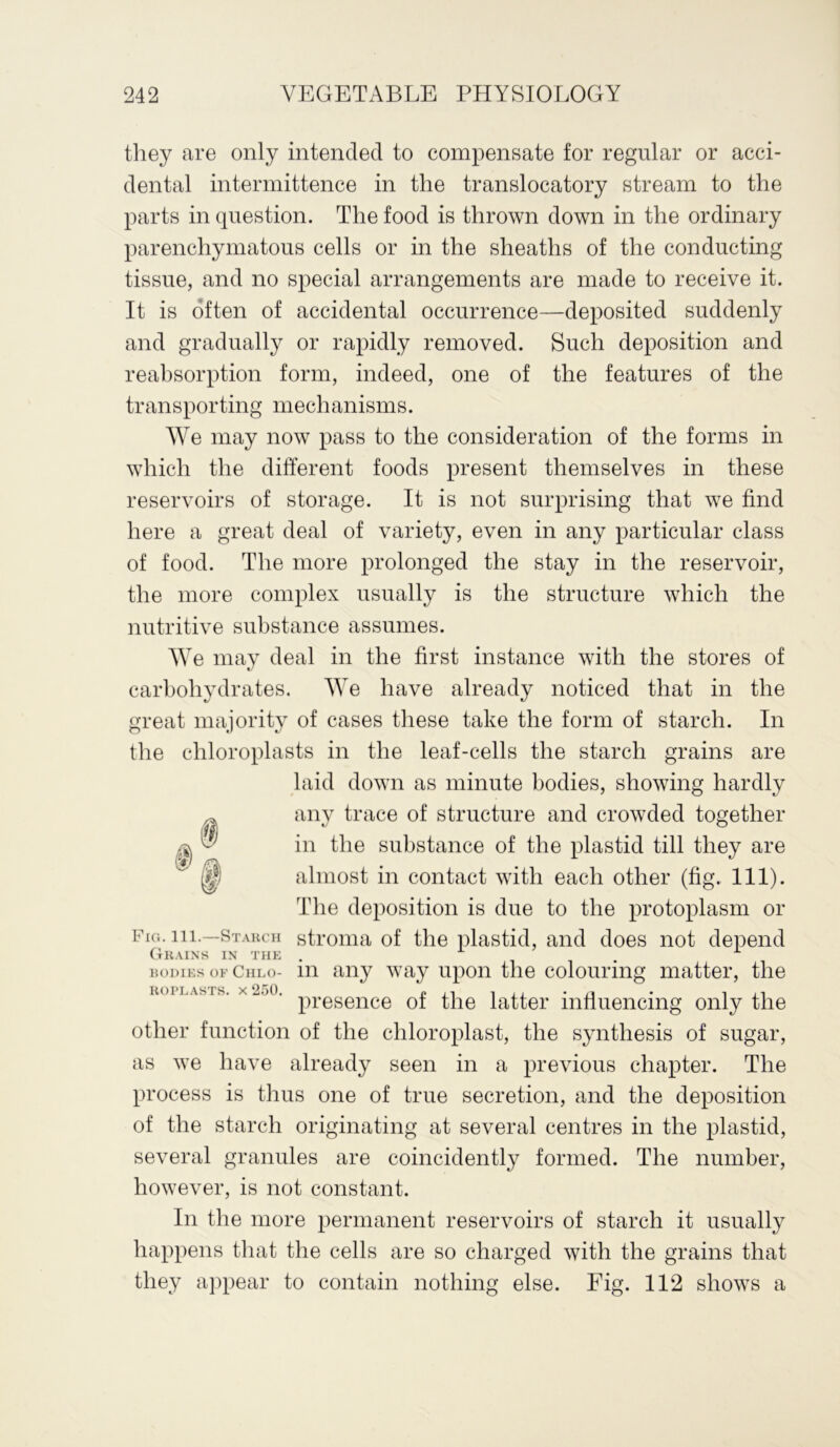 they are only intended to compensate for regular or acci- dental intermittence in the translocatory stream to the parts in question. The food is thrown down in the ordinary parenchymatous cells or in the sheaths of the conducting tissue, and no special arrangements are made to receive it. It is often of accidental occurrence—deposited suddenly and gradually or rapidly removed. Such deposition and reabsorption form, indeed, one of the features of the transporting mechanisms. We may now pass to the consideration of the forms in which the different foods present themselves in these reservoirs of storage. It is not surprising that we find here a great deal of variety, even in any particular class of food. The more prolonged the stay in the reservoir, the more complex usually is the structure which the nutritive substance assumes. We may deal in the first instance with the stores of carbohydrates. We have already noticed that in the great majority of cases these take the form of starch. In the chloroplasts in the leaf-cells the starch grains are laid down as minute bodies, showing hardly ^ any trace of structure and crowded together ^ y in the substance of the plastid till they are H almost in contact with each other (fig. 111). The deposition is due to the protoplasm or Fig. in.—Starch stroma of the plastid, and does not depend Grains in the . bodies of Chlo- in any way upon the colouring matter, the uni x “•>0- presence of the latter influencing only the other function of the chloroplast, the synthesis of sugar, as we have already seen in a previous chapter. The process is thus one of true secretion, and the deposition of the starch originating at several centres in the plastid, several granules are coincidently formed. The number, however, is not constant. In the more permanent reservoirs of starch it usually happens that the cells are so charged with the grains that they appear to contain nothing else. Fig. 112 shows a