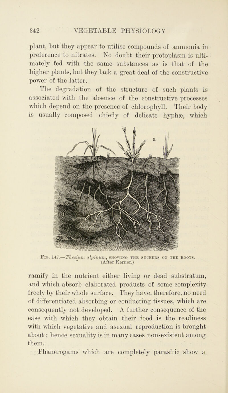 plant, but they appear to utilise compounds of ammonia in preference to nitrates. No doubt their protoplasm is ulti- mately fed with the same substances as is that of the higher plants, but they lack a great deal of the constructive power of the latter. The degradation of the structure of such plants is associated with the absence of the constructive processes which depend on the presence of chlorophyll. Their body is usually composed chiefly of delicate hyphse, which Fig. 147.—TJiesium alpinum, showing the suckers on the roots. (After Kernel’.) ramify in the nutrient either living or dead substratum, and which absorb elaborated products of some complexity freely by their whole surface. They have, therefore, no need of differentiated absorbing or conducting tissues, which are consequently not developed. A further consequence of the ease with which they obtain their food is the readiness with which vegetative and asexual reproduction is brought about; hence sexuality is in many cases non-existent among them. Phanerogams which are completely parasitic show a