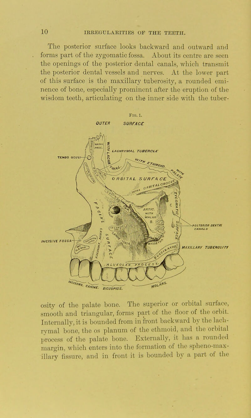 The posterior surface looks backward and outward and forms part of the zygomatic fossa. About its centre are seen the openings of the posterior dental canals, which transmit the posterior dental vessels and nerves. At the lower part of this surface is the maxillary tuberosity, a rounded emi- nence of bone, especially prominent after the eruption of the wisdom teeth, articulating on the inner side with the tuber- FlG. 1. OUTER SURrACE osity of the palate bone. The superior or orbital surface, smooth and triangular, forms part of the floor of the orbit. Internally, it is bounded from in front backward by the lach- rymal bone, the os planum of the ethmoid, and the orbital process of the palate bone. Externally, it lias a rounded margin, which enters into the formation of tlic spheno-max- illary fissure, and in front it is bounded by a part of the