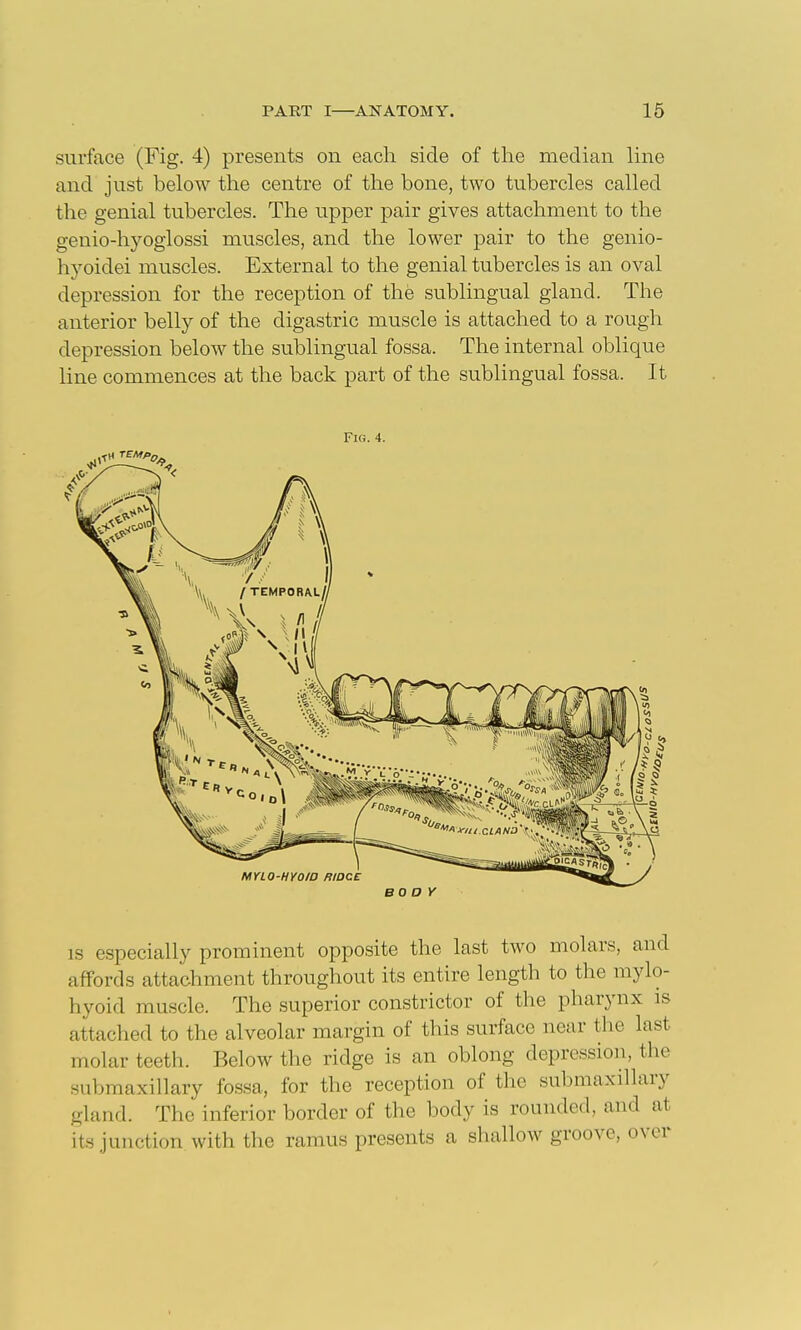 surface (Fig. 4) presents on each side of the median hne and just below the centre of the bone, two tubercles called the genial tubercles. The upper pair gives attachment to the genio-liyoglossi muscles, and the lower pair to the genio- hyoidei muscles. External to the genial tubercles is an oval depression for the reception of the sublingual gland. The anterior belly of the digastric muscle is attached to a rough depression below the sublingual fossa. The internal oblique line commences at the back part of the sublingual fossa. It Fio. 4. BO o y IS especially prominent opposite the last two molars, and affords attachment throughout its entire length to the mylo- hyoid muscle. The superior constrictor of the pharynx is attached to the alveolar margin of this surface near the last molar teeth. Below the ridge is an oblong depression, the submaxillary fo.ssa, for the reception of the submaxillary gland. The inferior border of the body is rounded, and at its junction with the ramus presents a shallow groove, over