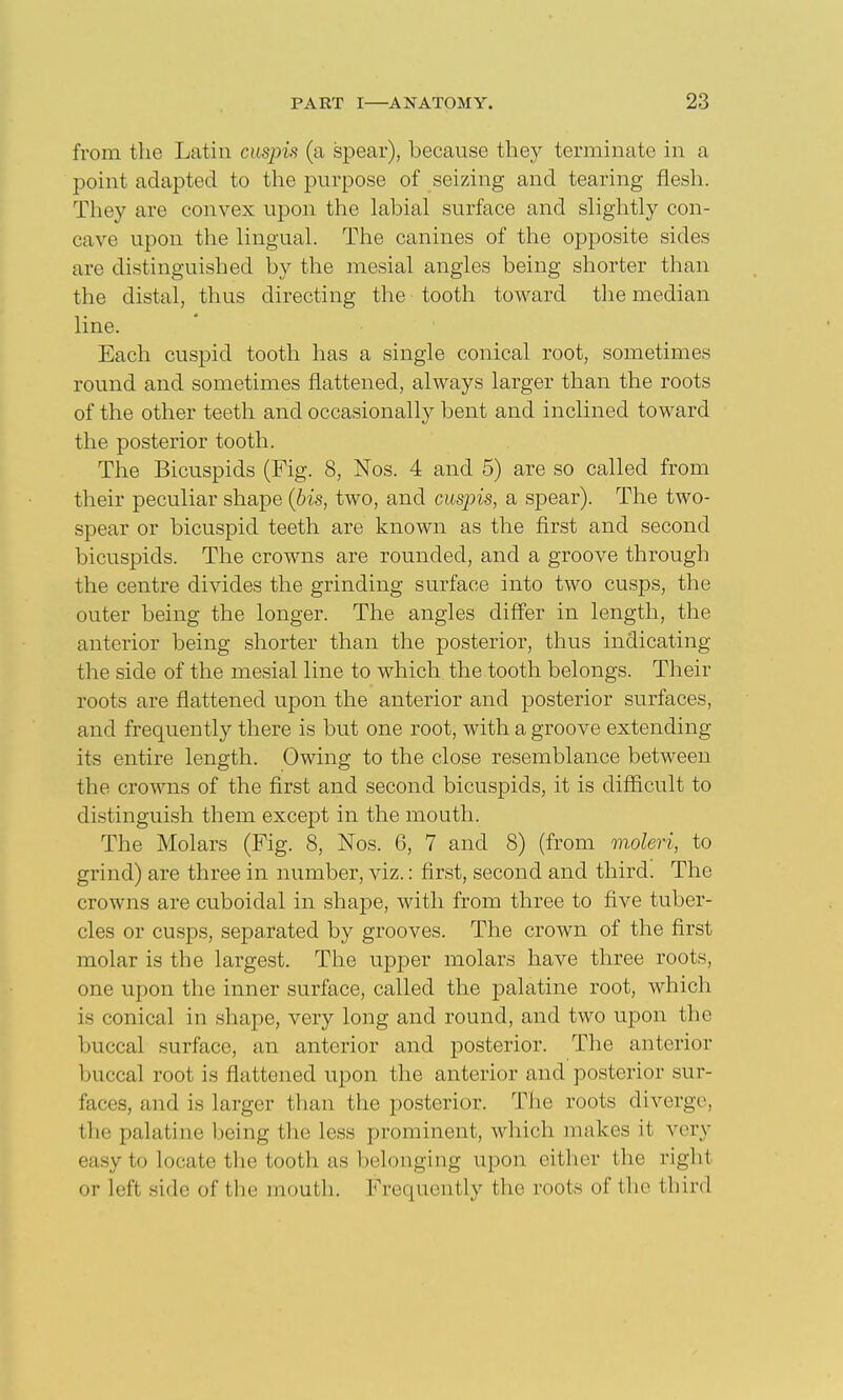 from the Latin cuspis (a spear), because the}'' terminate in a point adapted to the purpose of seizing and tearing fiesh. They are convex upon the labial surface and slightly con- cave upon the lingual. The canines of the opposite sides are distinguished by the mesial angles being shorter than the distal, thus directing the tooth toward the median line. Each cuspid tooth has a single conical root, sometimes round and sometimes flattened, always larger than the roots of the other teeth and occasionally bent and inclined toward the posterior tooth. The Bicuspids (Fig. 8, Nos. 4 and 5) are so called from their peculiar shape {bis, two, and cuspis, a spear). The two- spear or bicuspid teeth are known as the first and second bicuspids. The crowns are rounded, and a groove through the centre divides the grinding surface into two cusps, the outer being the longer. The angles differ in length, the anterior being shorter than the posterior, thus indicating the side of the mesial line to which the tooth belongs. Their roots are flattened upon the anterior and posterior surfaces, and frequently there is but one root, with a groove extending its entire length. Owing to the close resemblance between the crowns of the first and second bicuspids, it is difficult to distinguish them except in the mouth. The Molars (Fig. 8, Nos. 6, 7 and 8) (from moleri, to grind) are three in number, viz.: first, second and third. The crowns are cuboidal in shape, with from three to five tuber- cles or cusps, separated by grooves. The crown of the first molar is the largest. The upper molars have three roots, one upon the inner surface, called the palatine root, which is conical in shape, very long and round, and two upon the buccal surface, an anterior and posterior. The anterior buccal root is flattened upon the anterior and posterior sur- faces, and is larger than the posterior. The roots diverge, the palatine being the less prominent, which makes it very easy to locate the tooth as belonging upon eitlier the right or left side of the mouth. Frequently the roots of the third