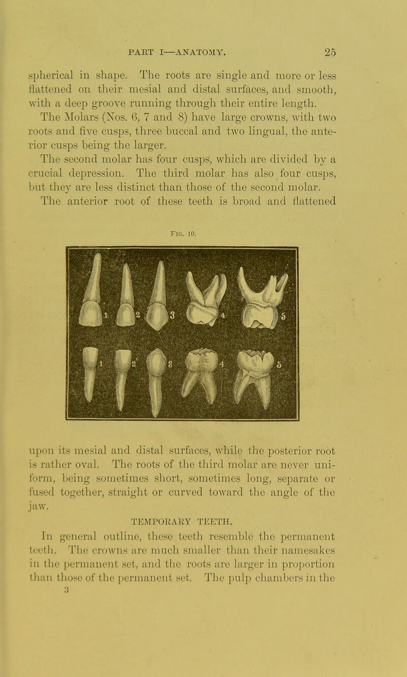 .spherical in shape. The roots are single and more or less flattened on tlieir mesial and distal surfaces, and smooth, with a deep groove running through their entire length. The Molars (Nos. 6, 7 and 8) have large crowns, with two roots and five cusps, three buccal and two lingual, the ante- rior cusps being the larger. The second molar has four cusps, which are divided by a crucial depression. The third molar has also four cusps, but they are less distinct than those of the second molar. The anterior root of these teeth is broad and flattened Fig. 10. upon its mesial and distal surfaces, while the posterior root is rather oval. The roots of the third molar are never uni- form, being sometimes short, sometimes long, separate or fused together, straight or curved toward the angle of the jaw. TEMPORARY TEETfl. In general outline, these teeth resemble the permanent tcetli. The crowns are much smaller tlian their namesakes in the permanent set, and tbo roots are larger in pi*oportion than tho.se of the permanent set. The pulp cliaml)ers in the 3