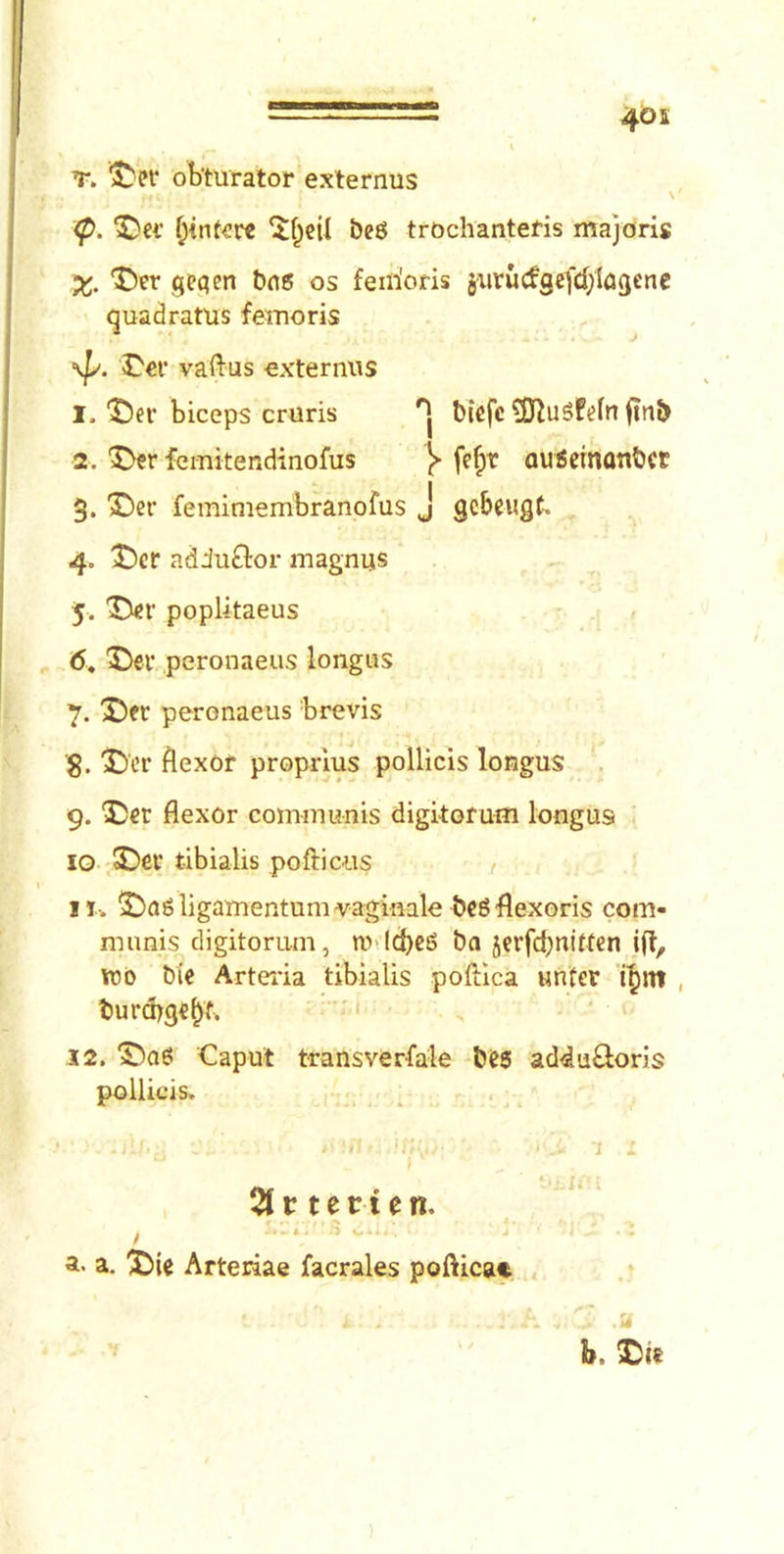 ■ - ... \ T. obturator externus \ <p. i)e6 trochanteris majoris Xj. geqen &n6 os feirioris jurucfgefd/Iagene quadratus femoris \J/. ^ev vaftus externus 1. 'J^er biceps cruris bicfc ?0^u5Pefn finb 2. femitendinofus ^ au6cinflti?)ct 3. T)ev femimembranofus J gcbcugt, 4. J!)cr adduftor magnus 5. poplitaeus 6. ^)er peronaeus longus 7. X)pr peronaeus brevis g. X)cr Aexor proprlus pollicis longus . 9. flexor coiranunis digitorum longus < 10 tibialis pofticus II-. S)agligamentumvaginale bcgflexoris com- munis digitoru-m, nv.lcbcg ba jerfcbniWcn ifl, wo bi« Artei'ia tibialis poftlca unter turd)g«^f. ■'< 12. ^ae? Caput transverfale -&P3 adduQoris pollicis. I ■ --’11 4,. ’ ■ SJrterien. a. a. Arteriae facrales pofticae h.