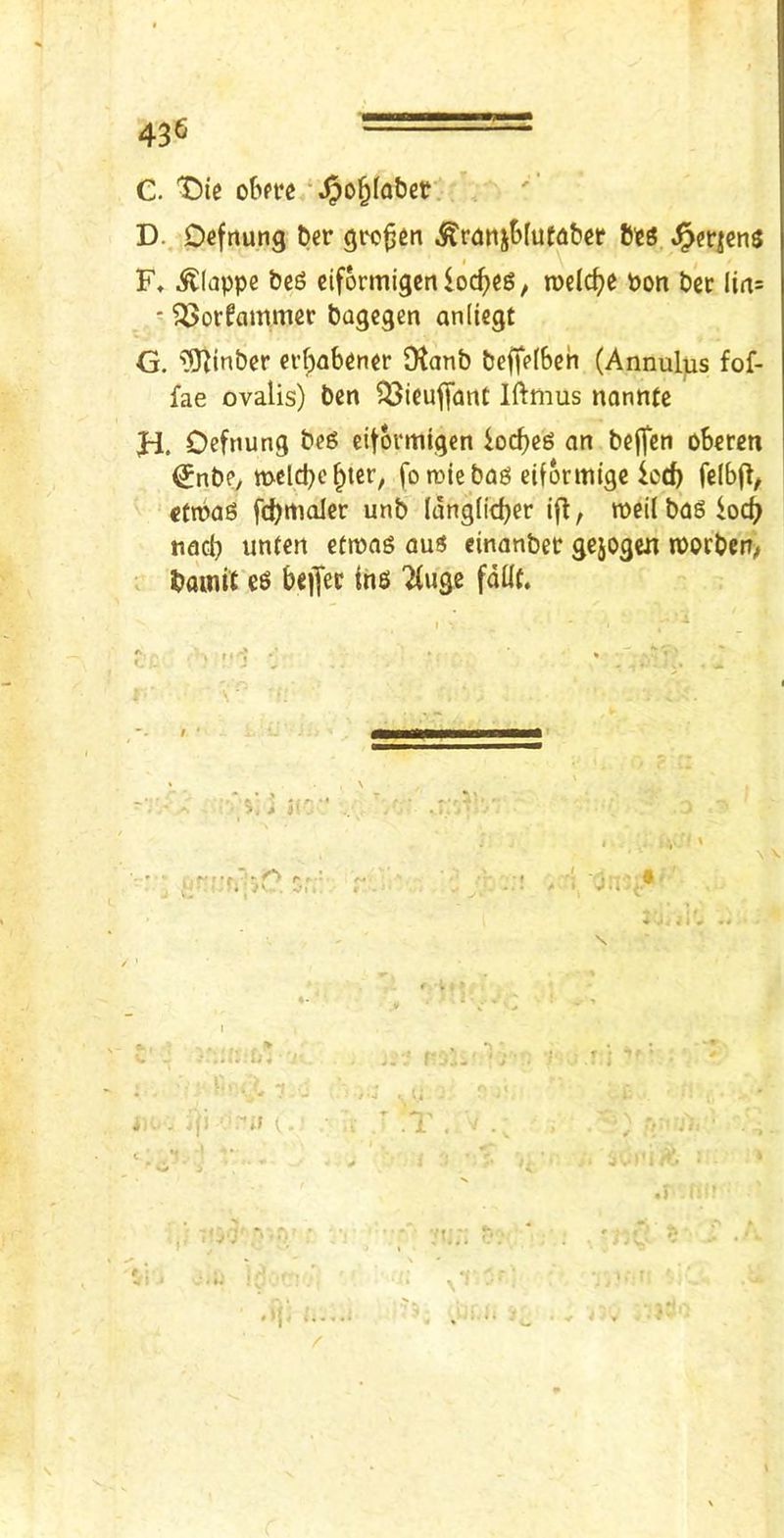 rt C. T)ie obffc / D. D^fnung ber .^rdnjStuwbcr bie^ F, ^(appe beg eif6rmigcnloc^)eg, rodc^e Pon bee lia= ■ ^Sorfammec bagegen aniicgt G. iS^tnber ei’f;flbener OJanb bejtefbeh (Annulus fof- fae ovalis) ben 533ieuflant Iftmus nantite Ji. Ocfnung beg eifoi'migen ioefjeg an beflen oberen ^nbey melcbc §ter, fo rote bag eiformige ietb fe(b(l, ctroag fcbrtioler unb langlicber ifl, meil bag iocb tiacb unfcrt etiuag aug cinanbet gejogen ipocben# bainit eg beifec ing Tiugc fdllt. \ \ 4 % \
