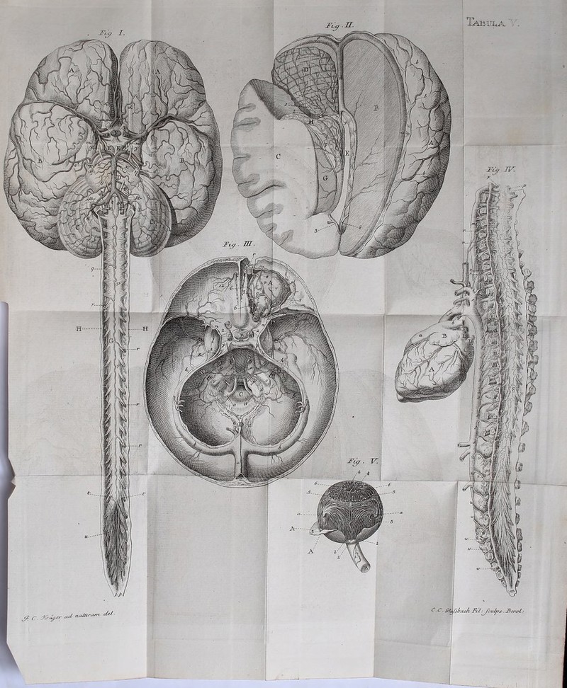 J? r. ^ naJnra. c/e^ ■ C.C.i PH /si^ac/i Fl^:^cul^s . J^ertrl.- I