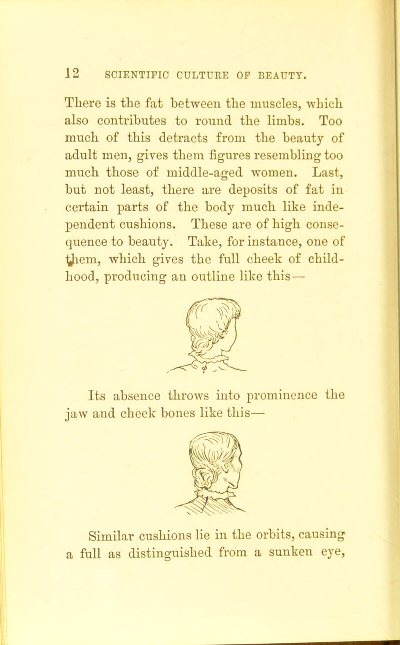 There is tlie fat between the muscles, which also contributes to round the limbs. Too much of this detracts from the beauty of adult men, gives them figures resembling too much those of middle-aged women. Last, but not least, there are deposits of fat in certain parts of the body much like inde- pendent cushions. These are of high conse- quence to beauty. Take, for instance, one of ^em, which gives the full cheek of child- hood, producing an outline like this — Its absence throws into prominence the jaw and cheek bones like this— Similar cushions lie in the orbits, causing a full as distinguished from a sunken eye,