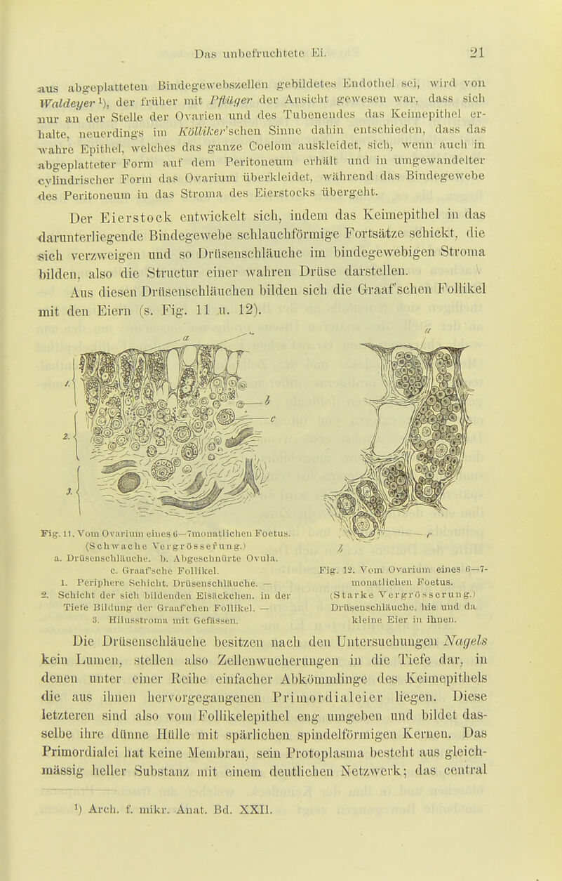 nus abgeplatteten Binldegewebsisellen gebildetes Endothel sei, wird von Waldeyer1), der früher mit Pflilger dm- Ansicht gewesen war, dass sieh nur an der Stelle der Ovarien und den Tubenendes das Keimepithel er- halte neuerdings im KölWcer'sehen Sinne dahin entschieden, dass das wahre Epithel, welches das ganze Coelom auskleidet, sich, wenn auch in abgeplatteter Form auf dem Peritoneum erhält und in Umgewandelter zylindrischer Form das Ovarium überkleidet, während das Bindegewebe <les Peritoneum in das Stroma des Eierstocks übergeht. Der Eierstock entwickelt sich, indem das Keimepithel in das darunterliegende Bindegewebe schlauchförmige Fortsätze schickt, die «ich verzweigen und so Drüsenschläuehe im bindegewebigen Stroma bilden, also die Structur einer wahren Drüse darstellen. Aus diesen Drüsensehläuchen bilden sich die Graafschen Follikel mit den Eiern (s. Fig. 11 u. 12). a. Drüsenschlituche. |j. Abgeschnürte Ovula. c. Graafsche Follikel. Fig. 12. Vom Ovarium eines 0—7- 1. Periphere Schicht. Drüsenschlituche. — monatlichen Foetus. 2. Schicht der sich bildender Eisitckchen. in der (Starke Vergrösserung.) Tiefe Bildung der Graafchen Follikel. — Drüsenschläuehe hie und da :;. Hilusstroma mit Gefässcn. kleine Eier in ihnen. Die Drüsenschläuehe besitzen nach den Untersuchungen Nagels kein Linnen, stellen also Zellen Wucherungen in die Tiefe dar, in denen unter einer Reihe einfacher Abkömmlinge des Keimepithels die aus ihnen hervorgegangenen Primordialeier liegen. Diese letzteren sind also vom Follikelepithel eng umgeben und bildet das- selbe ihre dünne Hülle mit spärlichen spindelförmigen Kernen. Das Primordialei hat keine Membran, sein Protoplasma besteht aus gleich- massig heller Substanz mit einem deutliehen Netzwerk; das central Jj Arch. f. mikr. Anat. Bd. XXII.