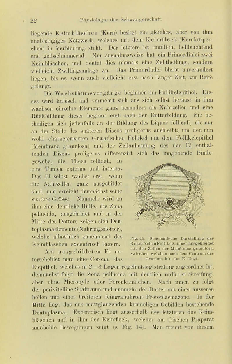 liegende Keimbläschen (Kenn besitz! ein gleiches, aber von ihm unabhängiges Netzwerk, welches mit dem Keimfleck (Kernkörper- ehen) in Verbindung stellt. Der letztere ist rundlieh, hellleuchtend und gelbschinimernd. Nur ausnahmsweise hat ein Primordiale! zwei Keimbläschen, und deutet dies niemals eine Zelltbeilung, sondern vielleicht Zwillingsanlage an. Das Primordialei bleibt unverändert liegen, bis es, wenn auch vielleicht erst nach langer Zeit, zur Reife gelangt. Die Wachsthumsvorgänge beginnen im Follikelepithel. Die- ses wird kubisch und vermehrt sich aus sich selbst heraus; in ihm wachsen einzelne Elemente ganz besonders als Nährzellen und eine Rückbildung dieser beginnt erst nach der Dotterbildung. Sie be- theiligen sich jedenfalls an der Bildung des Liquor folliculi, die nur an der Stelle des späteren Discus proligerus ausbleibt; um den nun wohl characterisirten Graafschen Follikel mit dem Follikelepithel (Membrana granulosa) und der Zellanhäufung des das Ei enthal- tenden Discus proligerus differenzirt sich das umgebende Binde- gewebe, die Theca folliculi, in eine Tunica externa und interna. Das Ei selbst wächst erst, wenn die Nährzellen ganz ausgebildet sind, und erreicht demnächst seine spätere Grösse. Nunmehr wird an ihm eine deutliche Hülle, die Zona pellucida, ausgebildet und in der Mitte des Dotters zeigen sich Deu- toplasmaelemente (Nahrungsdotter), welche allmählich zuuehmend das Keimbläschen excentrisch lagern. Am ausgebildeten Ei un- terscheidet man eine Corona, das Eiepithel, welches in 2—3 Lagen regelmässig strahlig angeordnet ist. demnächst folgt die Zona pellucida mit deutlich radiärer Streifung, aber ohne Micropyle oder Porenkanälchen. Nach innen zu folgt der perivitelline Spaltraum und nunmehr der Dotter mit einer äusseren hellen und einer breiteren feingranulirten Protoplasmazone. In der Mitte liegt das aus mattglänzenden krümeligen Gebilden bestehende Dentoplasma. Excentrisch liegt ausserhalb des letzteren das Keim- bläschen und in ihm der Keimfleck, welcher am frischen Präparal amöboide Bewegungen zeigt fs. Fig. 14). Man trennt von diesem Fig. 13. Sehematisehe Darstellung des Graafschen Follikels, innen ausgekleidet mit den Zellen der Membrana granulosa, /.wischen welchen nach dem Centrum des Ovarium hin das Ei liegt.