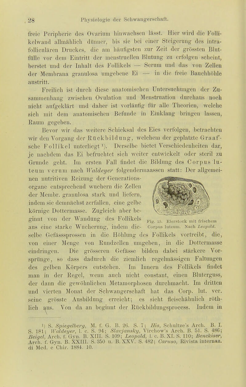 freie Peripherie des Ovarium hinwachsen lässt. Hier wird die Folü- kelwand allmählich dünner, bis sie bei einer Steigerung des intra- folliculären Druckes, die am häufigsten zur Zeit der grössten Blut- inlle vor dem Eintritt der menstruellen Blutung zu erfolgen seheint, berstet und der Inhalt des Follikels — Serum und das von Zellen der Membrana granulosa umgebene Ei — in die freie Bauchhöhle austritt. Freilich ist durch diese anatomischen Untersuchungen der Zu- sammenhang zwischen Ovulation und Menstruation durchaus noch nicht aufgeklärt und daher ist vorläufig für alle Theorien, welche sich mit dem anatomischen Befunde in Einklang bringen lassen, Raum gegeben. Bevor wir das weitere Schicksal des Eies verfolgen, betrachten wir den Vorgang der Rückbildung, welchem der geplatzte Graaf- sche Follikel unterliegt1). Derselbe bietet Verschiedenheiten dar, je nachdem das Ei befruchtet sich weiter entwickelt oder steril zu Grunde geht. Im ersten Fall findet die Bildung des Corpus lu- teum verum nach Waldeyer folgendermaassen statt: Der allgemei- nen nutritiven Reizung der Generations- organe entsprechend wuchern die Zellen der Membr. granulosa stark und liefern, indem sie demnächst zerfallen, eine gelbe körnige Dotterpiasse. Zugleich aber be- ginnt von der Wandung des Follikels Fig_ 15 Eierstock mit frischem aus eine starke Wucherung, indem die- corpus luteum, xaeh Leopold. selbe Gefässsprossen in die Höhlung des Follikels vortreibt, die, von einer Menge von Rundzellen umgeben, in die Dottermasse eindringen. Die grösseren Gefässe bilden dabei stärkere Vor- sprünge, so dass dadurch die ziemlich regelmässigen Faltungen des gelben Körpers entstehen. Im Inuern des Follikels findet man in der Regel, wenn auch nicht constant, einen Bluterguss, der dann die gewöhnlichen Metamorphosen durchmacht. Im dritten und vierten Monat der Schwangerschaft hat das Corp. lut. ver. seine grösste Ausbildung erreicht; es sieht fleischälinlich röth- lich aus. Von da an beginnt der Rückbildungsprocess. Indem in ') S. Spietjelberf/, M. f. G. B. 26. S. 7; His, Schultzens Arch. B. I. S. 11*1; Waldeyer, 1. c. S. 94; Slavjansky, Vircliow's Arch. B. öl. S. 486; Beigel, Arch. f.'Gyn, B. XIII. S. 10t); Leopold, I. c. 15. XI. S. 110; Bcnckiscr, Arch. r. Gyn. B. XXIII. S. 350 u. B. XXV. S. 482; Caruso, Kivista internaz.