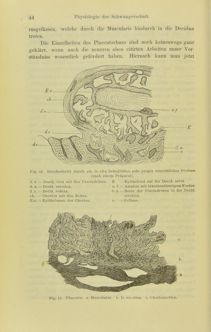 rusgefässen, welche durch die Muscularis hindurch in die Decidua treten. Die Einzelheiten des Placentarbaus sind noch keineswegs nun/, geklärt, wenn auch die neueren oben citirten Arbeiten unser Ver- Ständniss wesentlich gefördert haben. Hiernach kann man jetzl Fig. 18. Durchsclinitt durch ein in situ befindliches sehr junges menschliches Ovulum (nach einem Präparat). d. v. = Decid. vera mit den Uterindrüsen. E d. s. = Decid. serotina. a. f. d. r. = Decid. reflexa. G. u. eh. Chorion mit den Zotten. E.o. = Eiiithelsaum des Chorion. v. Eijilhelre.it auf der Decid. serot. = Amnion mit bläschenförmigemFoetus. = Reste der Uterindrüsen in der Decid. serotina. . Gefässe. Fig. 19. PlflCOHta. a. Museulatur. )>. D. serotina. c. l'horion/.otteii.