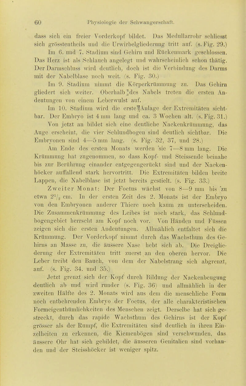 dass sich ein freier Vorderkopf bildet. Das Medullarrohr schliesst sich grösstenteils und die Urwirbelgliederung tritt auf. (s.Fig. 29.) Em (5. und 7. Stadium sind Gehirn und Rückenmark geschlossen. Das Her/, ist als Schlauch angelegt und wahrscheinlich schon thätig. Der Darmschluss wird deutlich, doch ist die Verbindung des Darms mit der Nabelblase noch weit. (s. Fig. 30.) Im 9. Stadium nimmt die Körperkrümmung zu. Das Gehirn gliedert sich weiter. Oberhalb'des Nabels treten die ersten An- deutungen von einem Lebervvulst auf. Im 10. Stadium wird die erste^Anlage der Extremitäten sicht- bar. Der Embryo ist 4 mm lang und ca. 3 Wochen alt. (s.Fig. 31.) Von jetzt an bildet sich eine deutliche Nackenkrümmung, das Auge erscheint, die vier Schlnndbogen sind deutlich sichtbar. Die Embryonen sind 4—5 mm lang. (s. Fig. 32, 37, und 28.) Am Ende des ersten Monats werden sie 7—8 mm laug. Die Krümmung hat zugenommen, so dass Kopf- und Steissende beinahe bis zur Berührung einander entgegengerückt sind und der Nacken- höcker auffallend stark hervortritt. Die Extremitäten bilden breite Lappen, die Nabelblase ist jetzt, bereits gestielt, (s. Fig. 33.) Zweiter Monat: Der Foetus wächst von 8—9 mm bis 'zu etwa 21/2 cm. In der eisten Zeit des 2. Monats ist der Embryo von den Embryonen anderer Thiere noch kanm zn unterscheiden. Die Zusammenkrümmung des Leibes ist noch stark, das Schlund- bogengebiet herrscht am Kopf noch vor. Von Händen und Füssen zeigen sich die ersten Andeutungen. Allmählich entfaltet sich die Krümmung. Der Vorderkopf nimmt durch das Wachsthum des Ge- hirns an Masse zu, die äussere Nase hebt sich ab. Die Dreiglie- derung der Extremitäten tritt zuerst an den oberen hervor. Die Leber treibt den Bauch, von dem der Nabelstrang sich abgrenzt, auf. (s. Fig. 34. und 35.) Jetzt grenzt sich der Kopf durch Bildung der Nackenbeuguug deutlich ab und wird runder (s. Fig. 36) und allmählich in der zweiten Hälfte des 2. Monats wird aus dem die menschliche Form noch entbehrenden Embryo der Foetus, der alle charakteristischen Formeigenthümlichkeiten des Menschen zeigt. Derselbe hat sich ge- streckt, durch das rapide Wachsthum des Gehirns ist der Kopf grösser als der Kampf, die Extremitäten sind deutlich in ihren Ein- zelheiten zu erkennen, die Kicmenbögen sind verschwunden, das äussere Ohr hat sich gebildet, die äusseren Genitalien sind vorhan- den und der Steisshöcker ist weniger spitz.