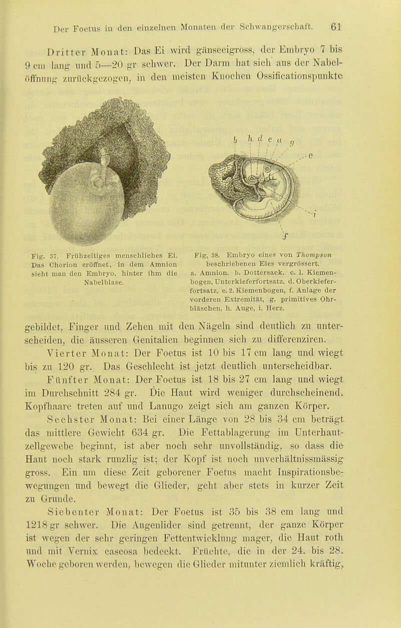 Dritter Monat: Das Ei wird gänseeigross, der Embryo 7 bis Hein lang und 5 20 gr schwer. Der Dann hat sich aus der Nabel- öfinung zurückgezogen, in den meisten Knochen Ossificationspunkte Fig. 37. Frühzeitiges menschliches Ei. Das Chorion eröffnet, in dem Amnion sieht man den Embryo, hinter ihm die Nahelblase. b h d c a Fig, 38. Embryo eines von Thompson beschriebenen Eies vergrössert. a. Amnion, b. Dottersack. c. 1. Kiemen- hogen, Unterkiei'erfortsatz. d. Oberkiefer- fortsatz, e. 2. Kiemenbogen, f. Anlage der vorderen Extremität, g. primitives Ohr- bläschen, h. Auge, i. Herz. gebildet, Finger und Zehen mit den Nägeln sind deutlich zu unter- scheiden, die äusseren Genitalien beginnen sich zu differenziren. Vierter Monat: Der Foetus ist 10 bis 17 cm lang und wiegt bis zu 120 gr. Das Geschlecht ist jetzt deutlich unterscheidbar. Fünfter Monat: Der Foetus ist 18 bis 27 cm lang und wiegt im Durchschnitt 284 gr. Die Haut wird weniger durchscheinend. Kopfhaare treten auf und Lanugo zeigt sich am ganzen Körper. Sechster Monat: Bei einer Länge von 28 bis 34 cm beträgt das mittlere Gewicht 634 gr. Die Fettablagerung im Unterhaut- zellgewebe beginnt, ist aber noch sehr unvollständig, so dass die Haut noch stark runzlig ist; der Kopf ist noch unverhältnissmässig gross. Ein um diese Zeit geborener Foetus macht Inspirationsbe- wegungen und bewegt die Glieder, geht aber stets in kurzer Zeit zu Grunde. Siel)enter Monat: Der Foetus ist 35 bis 38 cm lang und 1218 gr schwer. Die Augenlider sind getrennt, der ganze Körper ist wegen der sehr geringen Fettentwicklung mager, die Haut roth und mit Vernix caseosa bedeckt. Früchte, die in der 24. bis 28. Woche geboren werden, bewegen die (Wieder mitunter ziemlich kräftig,