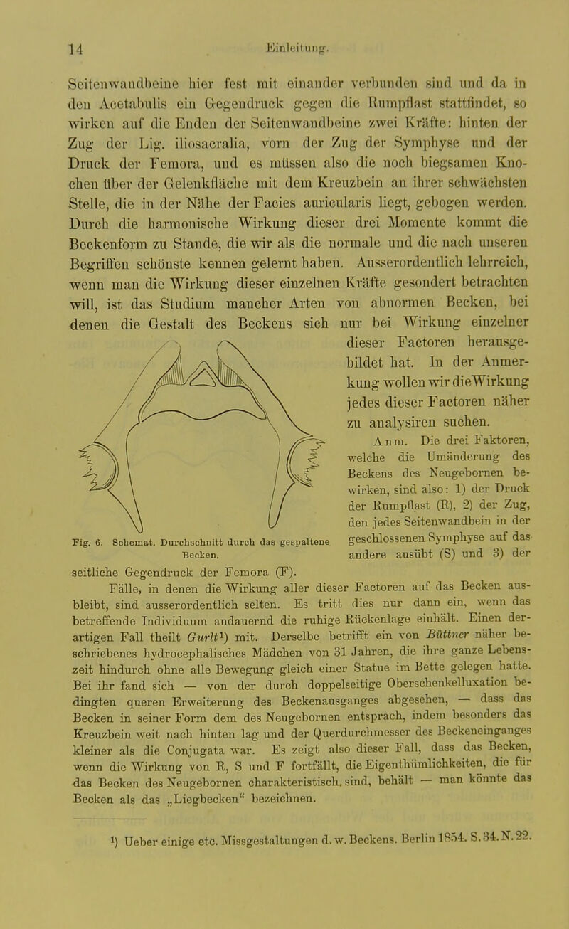 Seitenwandbeiue liier fest mit einan(ler verbunden siud und da in den Acetabulis ein Gegendruck gegeu die Rumpfiast stattfindet, go wirken aiif die Enden der Seitenwaudbeine zwei Krafte: liinten der Zug der Lig. iliosacralia, vorn der Zug der Sympliyse und der Druck der Femora, und es miissen also die noch biegsamen Kno- chen liber der Gelenkflache mit dem Kreuzbein an ihrer schwiichsten Stelle, die in der Nahe der Facies auricularis liegt, gebogen werden. Durch die harmouisclie Wirkung dieser drei Momente kommt die Beckenform zu Stande, die wir als die normale und die nach unseren Begrilfen schSnste kennen gelernt haben. Ausserordentlich lehrreieh, wenn man die Wirkung dieser einzelnen Krafte gesondert betrachten will, ist das Studium mancher Arten von abnormen Becken, bei denen die Gestalt des Beckens sicli nur bei Wirkung einzelner dieser Factoren herausge- bildet hat. In der Anmer- kung wollen wir dieWirkung jedes dieser Factoren naher zu analysiren suchen. Anm. Die drei Faktoren, welche die Umanderung des Beckens des Neugebornen be- wirken, sind also: 1) der Druck der Kumpflast (R), 2) der Zug, den jedes Seitenwandbein in der geschlossenen Symphyse auf das andere ausiibt (S) und 3) der seitliche Gegendruck der Femora (F). Falle, in denen die Wirkung aller dieser Factoren auf das Becken aus- bleibt, sind ausserordentlich selten. Es tritt dies nur dann ein, wenn das betreffende Individuum andauernd die rubige Riickenlage einhalt. Einen der- artigen Fall theilt GurW^) mit. Derselbe betrifft ein von Biittnei- naher be- fichriebenes hydrocephalisches Madchen von 31 Jahren, die ihre ganze Lebens- zeit hindurch ohne alle Bewegung gleich einer Statue im Bette gelegen hatte. Bei ihr fand sich — von der durch doppelseitige Oberschenkelluxation be- dingten queren Erweiterung des Beckenausganges abgesehen, — dass das Becken in seiner Form dem des Neugebornen entsprach, indera besonders das Kreuzbein weit nach hinten lag und der Querdurchmesser des Beckeneinganges kleiner als die Conjugata war. Es zeigt also dieser Fall, dass das Becken, wenn die Wirkung von R, S und F fortfallt, die Eigenthiimlichkeiten, die fur das Becken des Neugebornen charakteristisch. sind, behalt — man konnte das Becken als das „Liegbecken bezeichnen. Fig. 6. Sobemat. Durchschnitt durch das gespaltene Beclsen. ^) Ueber einige etc. Missgestaltungen d. w. Beckens. Berlin 1854. S. 34. N. 22.