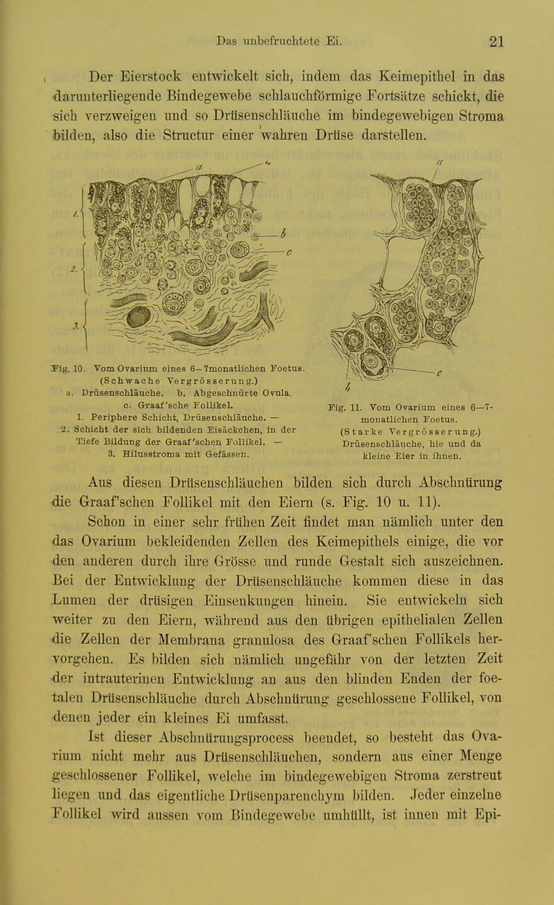Der Eierstock eutwickelt sich, indem das Keimepithel in das darimterliegende Bindegewebe schlaiiclifdrmige Fortsiitze schickt, die sich verzweigeu und so Drttsenschlanche im bindegewebigen Sti'oma bilden, also die Structur einer wahren Drlise darstellen. 2. < 1 rig, 10. Vom Ovarinm eines 6—Tmonatlichen Foetus. (Schwache Vergrosserung.) u. Drusensclilauche. b. Abgeschnurte Oyula. o. G-raaf'sche Follikel. 1. Periphere Schicht, Drusenschlauche. — ^. Schicht der sich bildenden Eisackchen, in der Tiefe Bildung der Graat'sciieii Follikel. — 3. Hilusstroma mit Gefassen. Fig. 11. Vom Ovarium eines 6—7- monatlichen Foetus. (Starke Vergrosserung.) Drusenschlauche, hie und da kleine Eier in ilinen. Aus diesen Driisenschlauclien bilden sich durch Abscliniirung die Graaf'schen Follikel mit den Eiern (s. Fig. 10 u. 11). Schon in einer sehr friilien Zeit findet man namlich unter den das Ovarium bekleidenden Zellen des Keimepithels einige, die vor den anderen durch ihre Grosse und runde Gestalt sich auszeichnen. Bei der Entwicklung der Drusenschlauche kommen diese in das Lumen der driisigen Einsenkungen hinein. Sie entw^ickeln sich welter zu den Eiern, wahrend aus den iibrigen epithelialen Zellen die Zellen der Membrana granulosa des Graaf'schen FoUikels her- vorgehen. Es bilden sich namlich ungefahr von der letzten Zeit der intrauterinen Entveicklung an aus den blinden Enden der foe- talen Drtisenschlauche durch Abschniirung geschlossene Follikel, von ■denen jeder ein kleines Ei umfasst. Ist dieser Abschniirungsprocess beendet, so besteht das Ova- rium nicht mehr aus Drtisenschlauchen, sondern aus einer Menge geschlossener Follikel, welche im bindegewebigen Stroma zerstreut liegen und das eigentliche Drtisenparenchym bilden. Jeder einzelne Follikel wird aussen vom Bindegewebe umhUllt, ist iuuen mit Epi-