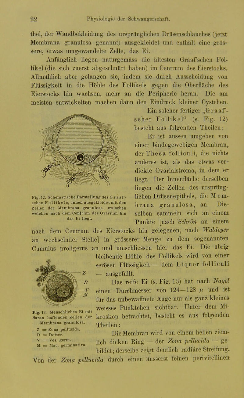 thel, der Wandbekleiduiig des ursprlinglicben Drtisenschlauches (jetzt Membrana granulosa genannt) ausgekleidet und enthalt eine gr58- sere, etwas iimgewandelte Zelle, das Ei. Anfanglich liegen natiirgemass die illtesten Graafschen Fol- likel (die sicb zuerst abgescbntirt baben) im Centrum des Eierstocks. Allmablicb aber gelangen sie, indem sie durch Ausscheidung von Fliissigkeit in die Hoble des Follikels gegen die Oberflache des Eierstocks bin wacbsen, mebr an die Peripherie heran. Die am meisten entwickelten macben dann den Eindruck kleiner Cystcben. Ein solcber fertiger „Graaf- scber Follikel (s. Fig. 12) bestebt aus folgenden Tbeileu: Er ist aussen umgeben von einer bindegewebigen Membran^ derTheca folliculi, die nicbts anderes ist, als das etwas ver- dickte Ovarialstroma, in dem er liegt. Der Innenflacbe derselben liegen die Zellen des ursprttng- licben Drusenepitbels, die Mem- brana granulosa, an. Die- selben sammeln sicb an einem Punkte [nacb Schron an einem nacb dem Centrum des Eierstocks bin gelegenen, nacb Waldeyer an wecbselnder Stelle] in grosserer Menge zu dem sogenannten Cumulus proligerus an und umscbliessen bier das Ei. Die iibrig bleibende Hoble des Follikels wird von einer serosen Flussigkeit— dem Liquor folliculi — ausgefiillt. Das reife Ei (s. Fig. 13) hat nach Nagel einen Durchmesser von 124—128 a und ist fttr das unbev\^affnete Auge nur als ganz kleines weisses PUnktcben sichtbar. Unter dem Mi- daran haftenden Zellen der kroskop betrachtet, bestebt es aus loigenaen Membrana grannloea. Theilen * Z = Zona pellucida. . _ . in DieMembran wird von emem hellen ziem- licb dicken Ring — der Zona pellucida — ge- bildet; derselbe zeigt deutlich radiare Streifung. Von der Zona pellucida durch einen ilusserst feinen perivitelliuen Fig. 12. Schematische Darstellung des Graaf- scheu Follikels, innen ausgekleide t mit den Zellen der Membrana granulosa, zwischeu welohen nach dem Centrum des Ovarium bin das Ei liegt. Fig. 13. Menschliches Ei mit D = Dotter. V = Ves. germ. M = Mac. germinativa.