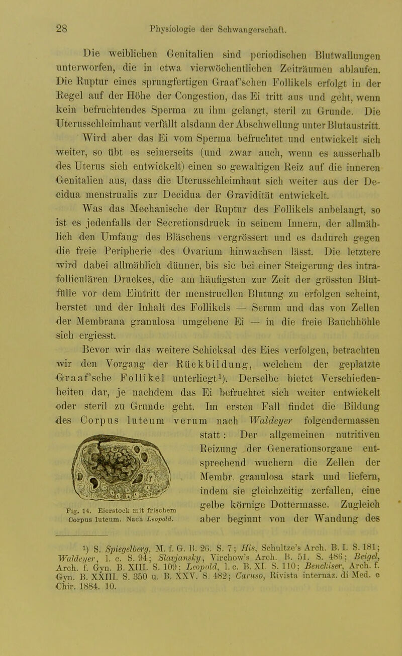 Die weibliclien Geuitalien sind periodisclieii Blutwallungen iinterworfen, die in etwa vierwilcheiitliclieii Zeitriiumeu ablaufeu. Die Ruptur eines spningfertigen Graaf sclien Follikels erfolgt in der Kegel auf der HOhe der Congestion, das Ei tritt ans und gebt, wenn kein befruohtendes Sperma zu ilim gelangt, steril zu Grunde. Die TJternsschleimhaut verfallt alsdann der Abscliwellung unterBlutaustritt. Wird aber das Ei vom Sperma befriiclitet und entwickelt sich weiter, so tibt es seinerseits (und zwar auch, wenn es ausserlialb des Uterus sicli entwickelt) einen so gewaltigen Reiz auf die inneren deuitalien aus, dass die Uterusschleimhaut sich weiter aus der De- cidua raenstrualis zur Decidua der Graviditat entwickelt. Was das Mechauische der Ruptur des Follikels anbelaugt, so ist es jedeufalls der Secretionsdruck in seiuem Inneru, der allmah- licli den Umfang des Blaschens vergrossert und es dadurch gegen die fi-eie Peripherie des Ovarium hinwachseu llisst. Die letztere wird dabei allmahlich diinner, bis sie bei einer Steigeruug des iutrar foUicularen Druckes, die am lijiufigsten zur Zeit der grossten Blut- fiille vor dem Eintritt der menstruellen Blutung zu erfolgen scheint, berstet und der Inhalt des Follikels — Serum und das von Zellen der Membrana granulosa umgebene Ei — in die freie Bauchhohle sich ergiesst. Bevor wir das weitere Schicksal des Eies verfolgen, betrachten wir den Vorgang der Rtickbildung, welchem der geplatzte •Graaf'sche Follikel unterliegt^). Derselbe bietet Verschieden- heiten dar, je nachdem das Ei befruchtet sich weiter entwickelt Oder steril zu Grunde geht. Im ersten Fall fiudet die Bildung des Corpus luteum verum nach Waldeyer folgendermassen 1) S. Spiegelherg, M. f. G. H. 2(>. S. 7; His, Schultze's Arch. B. I. S. IKl; Waldn/er, 1. c' S. 94; Slavjansky, Virchow's Arch. M. 51. S. 4.SU; Beigel, Arch. f. Gyn. B. XIII. S. 101); Leopold, I.e. B. XI. S. 110; Bencldser, Arch. f. Gyn. B. XXIII. S. 350 u. B. XXV. S. 482; Caruso, Rivista internaz. di Med. e Chir. 1H84. 10. Fig. 11. Eierstock mit frischem Corpus luteum. Nach Leopold. statt : Der allgemeinen nutritiven Reizung der Generatiousorgane eut- sprechend wucheru die Zellen der Membr. granulosa stark und liefern, indem sie gleichzeitig zerfallen, eiue gelbe kornige Dottermasse. Zugleich aber beginnt von der Wandung des