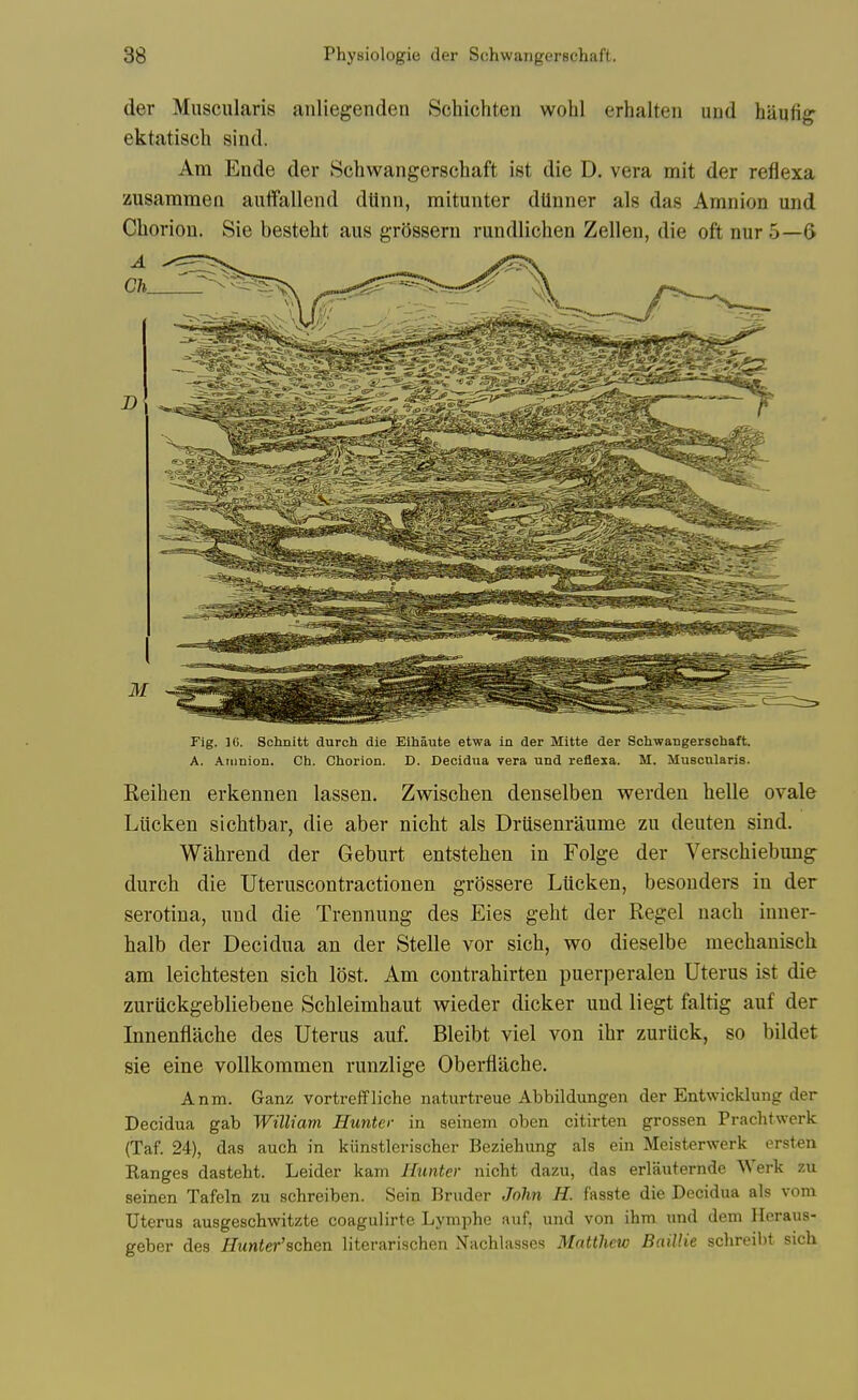 der Muscularis anliegenden Schichten wohl erhalten und haufig ektatisch sind. Am Ende der Schwangerschaft ist die D. vera mit der reflexa zusamraen auflPallend dUnii, mitunter dtlnner als das Amnion und Chorion. Sie besteht aus grossern rundlichen Zellen, die oft nur 5—6 A Ch —- J Qjl[gll«v Fig. ]G. Schnitt durch die Elhaute etwa in der Mitte der Schwangerschaft. A. Amnion. Ch. Chorion. D. Deoidua vera und reflexa. M. Muscnlaris. Reihen erkennen lassen. Zwischen denselben werden helle ovale Liicken sichtbar, die aber nicht als Driisenraume zu deuten sind. Wabrend der Geburt entstehen in Folge der Verschiebmig durch die Uteruscontractionen grossere Lticken, besonders in der serotina, und die Trennung des Eies geht der Kegel nach inner- halb der Decidua an der Stelle vor sich, wo dieselbe mechanisch am leichtesten sich lost. Am contrahirten puerperalen Uterus ist die zuriickgebliebene Schleimhaut wieder dicker und liegt faltig auf der Innenflache des Uterus auf. Bleibt viel von ihr zuriick, so bildet sie eine vollkommen runzlige Oberflache. Anm. Ganz vortreffliche naturtreue Abbildungen der Entwicklung der Decidua gab William Hunter in seinem oben citirten grossen Prachtwcrk (Taf. 24), das auch in kiinstlerischer Beziehung als ein Meisterwerk ersten Kanges dasteht. Leider kam Hunter nicht dazu, das erlauternde Werk zu seinen Tafeln zu schreiben. Sein Bruder John H. fasste die Decidua als vom Uterus ausgescbwitzte coagulirte Lymphe auf, und von ihm und dem Hcraus- geber des Huntefsch&n literarischen Nachlasses Matthew Baillie schreibt sich