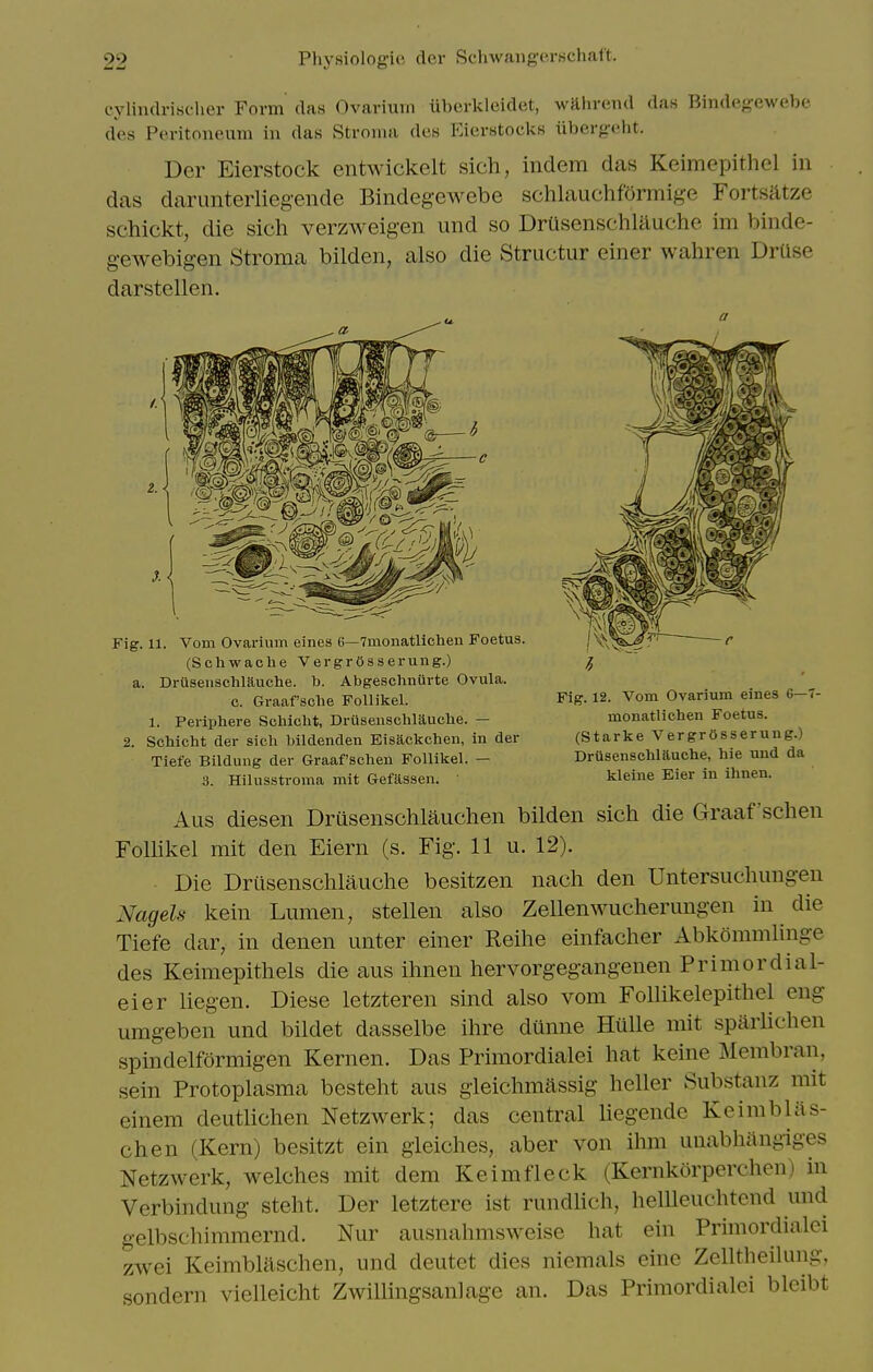 cylindrischer Form das Ovarium iiberkleidet, wRlirend das Bindc^f^-ewebe des Peritoneum in das Stroma des P^ierstocks iibergeht. Der Eierstock entwickclt sich, indem das Keimepithel in das darunteiiiegende Bindegewebe schlauchformige Fortsatze schickt, die sich verzweigen und so Drusenschlauche im binde- gewebigen Stroma bilden, also die Structur einer wahren DrUse darstellen. Aus diesen Drusenschlauchen bilden sich die Graaf'schen Follikel mit den Eiern (s. Fig. 11 u. 12). Die Drusenschlauche besitzen nach den Untersuchungen Nagels kein Lumen, stellen also Zellenwucherungen in die Tiefe dar, in denen unter einer Reihe einfacher Abkommlinge des Keimepithels die aus ihnen hervorgegangenen Primordial- eier liegen. Diese letzteren sind also vom Follikelcpithel eng umgeben und bildet dasselbe ihre dunne Hiille mit sparlichen spindelformigen Kernen. Das Primordialei hat keine Membran, sein Protoplasma besteht aus gleichmassig heller Substanz mit einem deutlichen Netzwerk; das central liegende Keimblas- chen (Kern) besitzt ein gleiches, aber von ihm unabhangiges Netzwerk, welches mit dem Keimfleck (Kernkorperchen) in Verbindung steht. Der letztere ist rundlich, helUeuchtend und gelbschimmernd. Nur ausnahmsweise hat ein Primordialei zwei Keimbliischen, und deutet dies nicmals cine Zelltheilung, sondern vielleicht Zwillingsanlage an. Das Primordialei bleibt a Fig. 11. Vom Ovarium eines G—Tmonatlichen Foetus. (Scliwache VergrOssei-ung.) a. Drusenschlauche. b. Abgeschniivte Ovula. c. Graaf'sche Follikel. 1. Periphere Schicht, Drusenschlauche. — 2. Schicht der sich bildenden Eisackcheu, in der Tiefe Bildung der Graaf'schen Follikel. — 3. Hilusstroma mit Gefiissen. Fig. 12. Vom Ovarium eines 6—7- monatlichen Foetus. (Starke VergrOsserung.) Driisenschiauche, hie und da kleine Eier in ihnen.