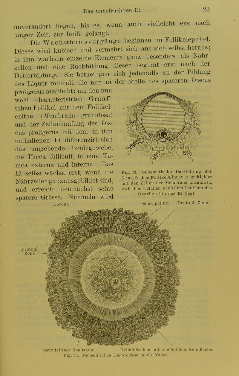 Das unbefrucjitete Ei. unverandert liegen, bis es, wenn audi vielleicht erst nach lang-er Zeit, zur Reife g'elangt. Die Wachsthumsvorgang-e beginnen im Follikelepithel. Dieses wird kubisch imd vermehrt sich aus sich selbst heraus; in ihm wachsen einzebie Elemente ganz besonders als Nahr- zellen und eine Ruckbildung dieser beginnt erst nach der Dotterbildung. Sie betheiligen sich jedenfalls an der Bildung des Liquor folHcuh, die nur an der Stelle des spateren Discus prohgerus ausbleibt; um den nun wohl characterisirten Graaf- schen FoUikel mit dem Follikel- epithel (Membrana granulosa) und der Zellanhaufung des Dis- cus proligerus mit dem in ihm enthaltenen Ei dififerenzirt sich das umgebende Bindegewebe, die Theca folliculi, in euie Tu- nica externa und interna. Das Ei selbst wachst erst, wenn die Nahrzellen ganz ausgebildet sind, und erreicht demnachst seine spatere Grosse. Nunmehr wird Corona Fig. 13. Scliematische Darstellung des Graaf sclien FoUikels,inneu ausgekleidet mit den Zellen der Membrana granulosa, zwischen welchen nach dem Centrum des Ovarium bin das Ei liegt. Zona pellue. Deutopl. Zone Protopl. I. Zone —r' perivitelliner Spaltraum. Keimblilschcn mit amOboideni Keimflecke. Fig. 14. Men.scliliclie8 Eierstoeksei nach Nayel.